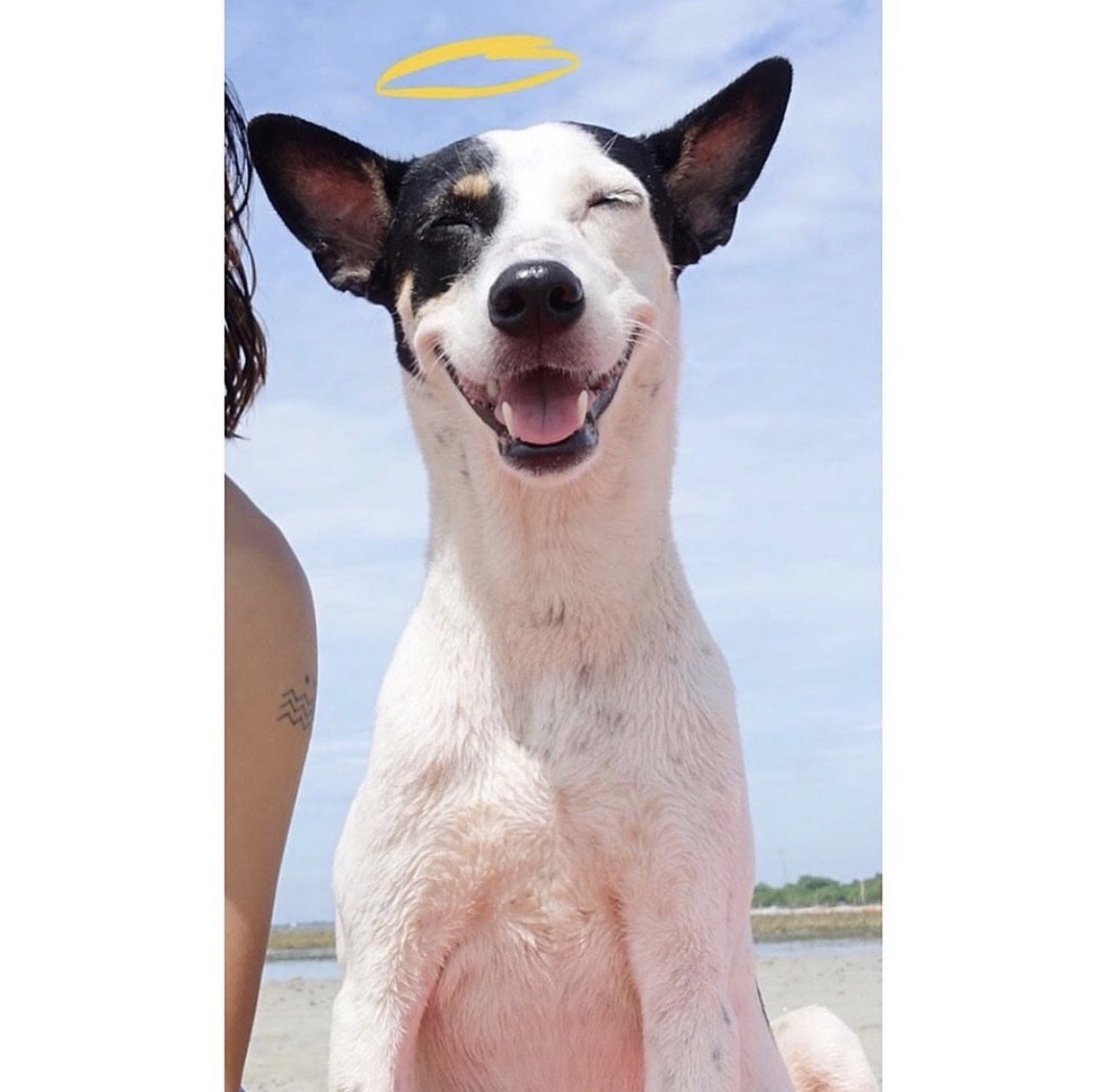 Client story: her name was Dog