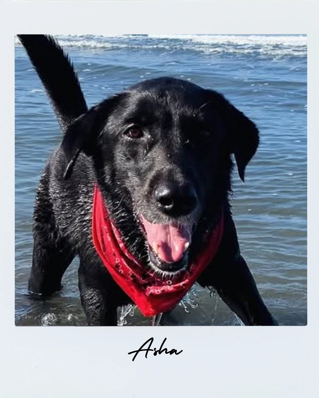 Asha is terrific at Search and Rescue