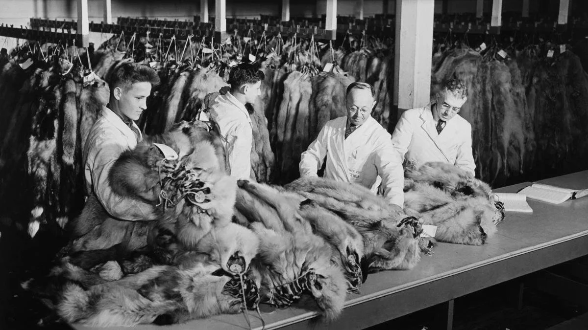 Two scientists examine a pile of taxidermy animal heads and skins on a table, with rows of mounted animal pelts hanging on the wall behind them.