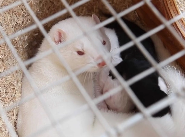 Addressing Avian Influenza on Domestic Fur Farms: A Statement from the U.S. Fur&nbsp; Industry