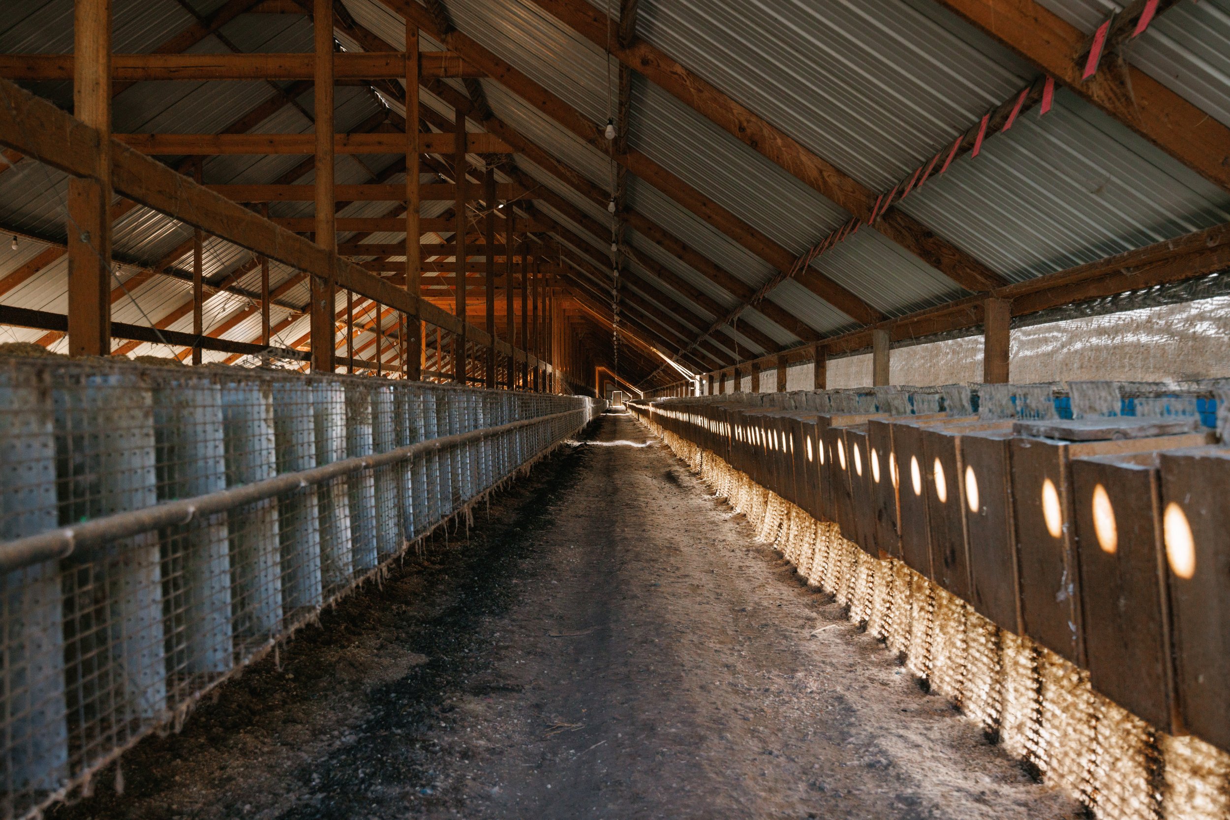 Inside of a long barn with a dirt floor, wooden beams, corrugated metal roof, and farm animal feeding racks along both sides.