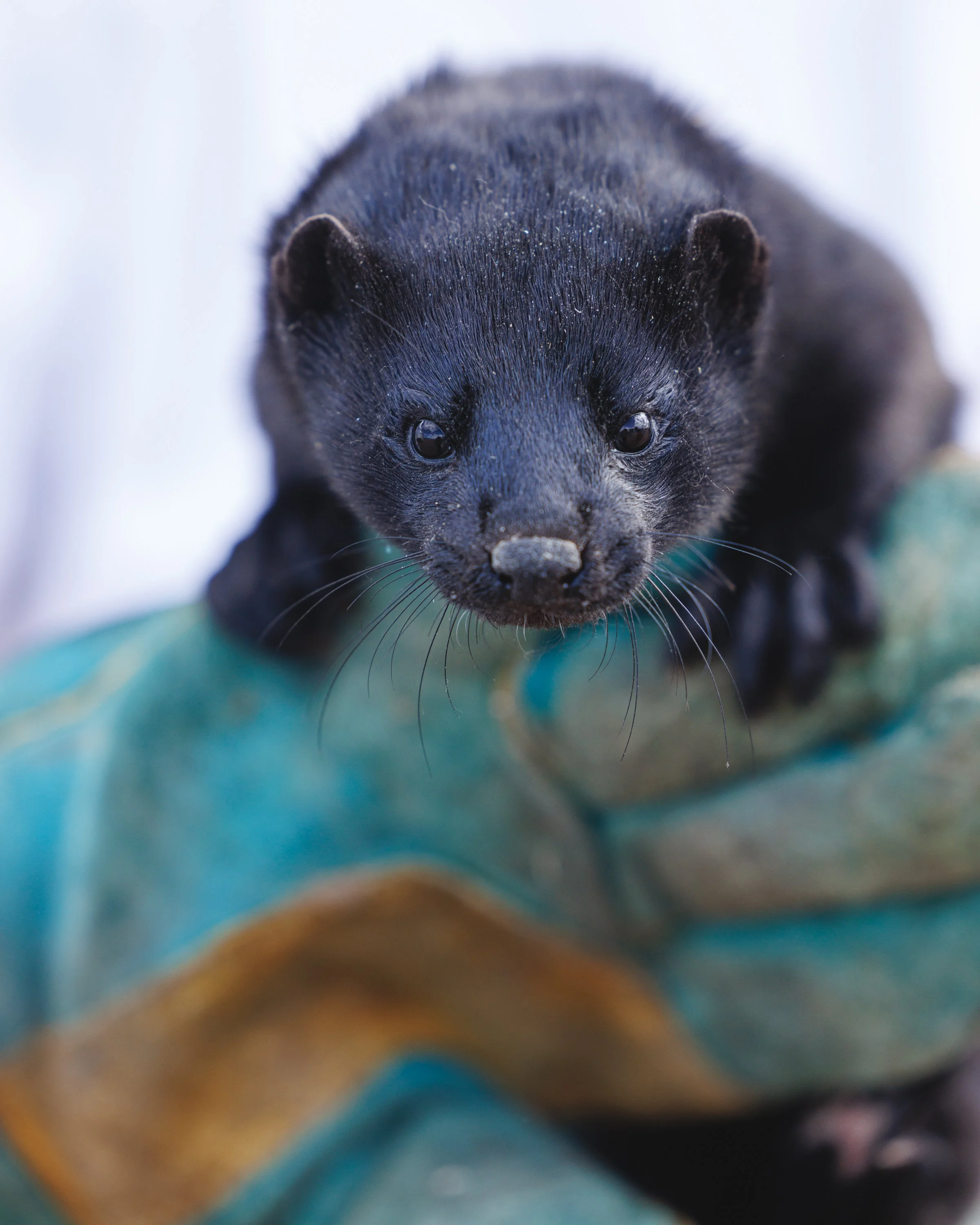 Mink Biology