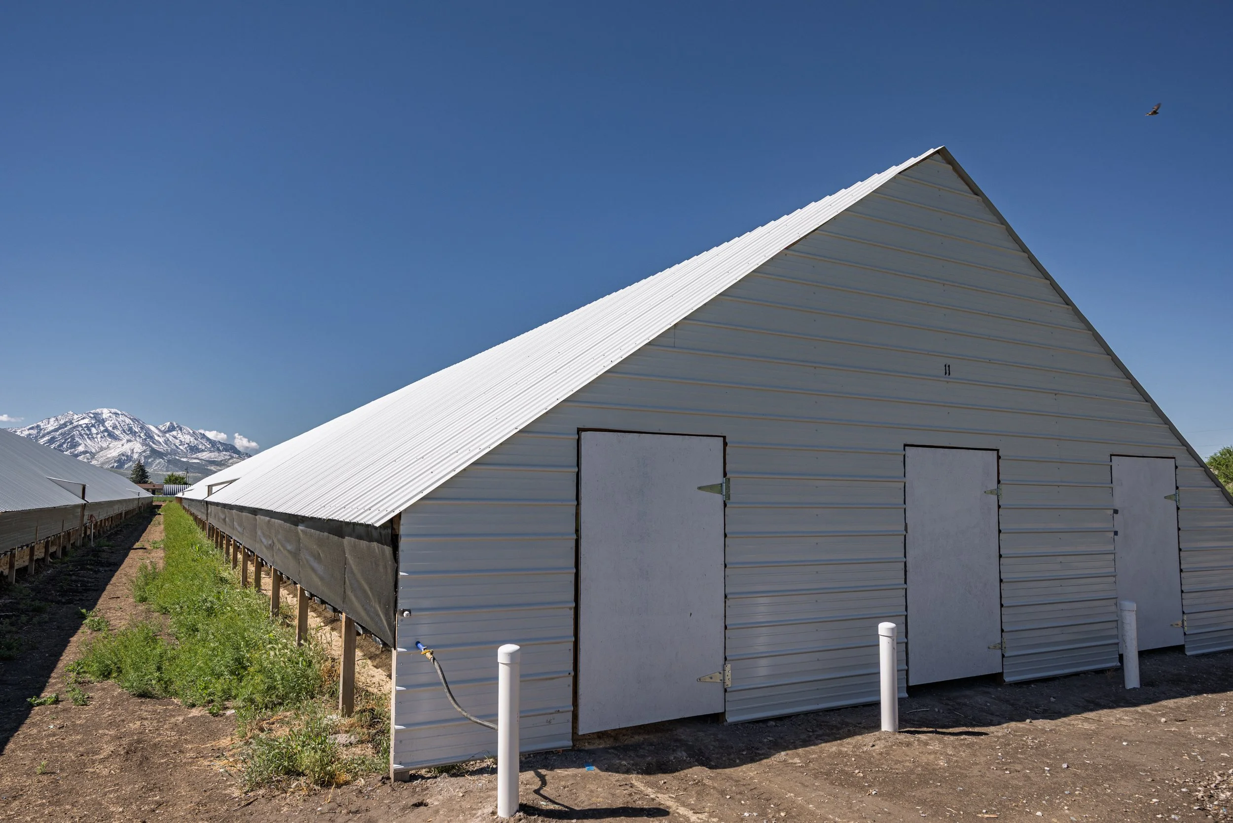 Row of agricultural greenhouses with white, corrugated metal roofs in a rural area with mountains in the background and a clear blue sky.