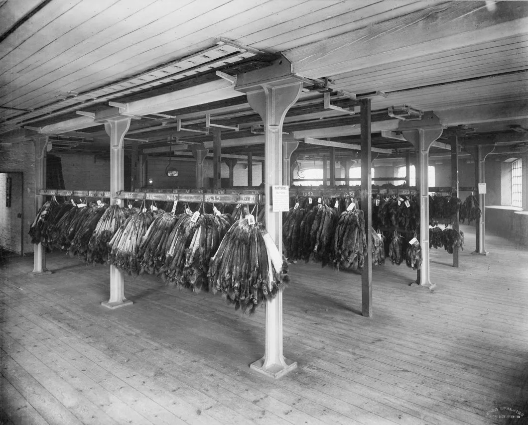 Indoor room with racks of fur pelts hanging from hooks on wooden beams and support columns, with a wooden floor and large windows in the background.