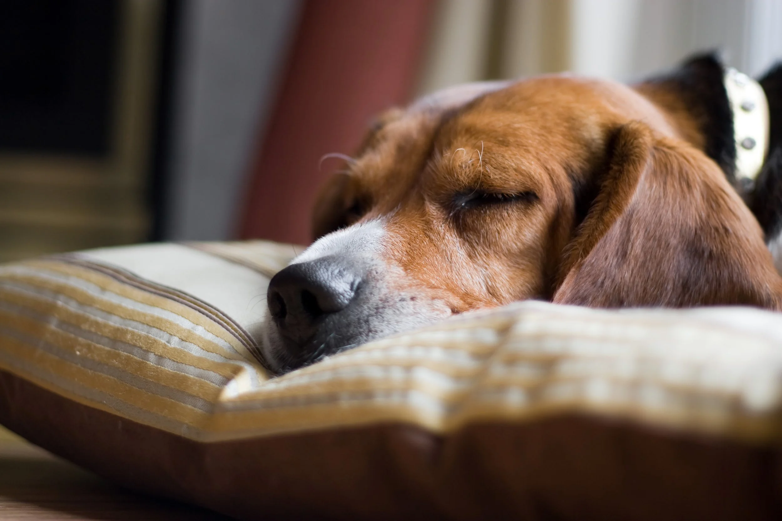 Calm dog resting during a bedtime routine at home