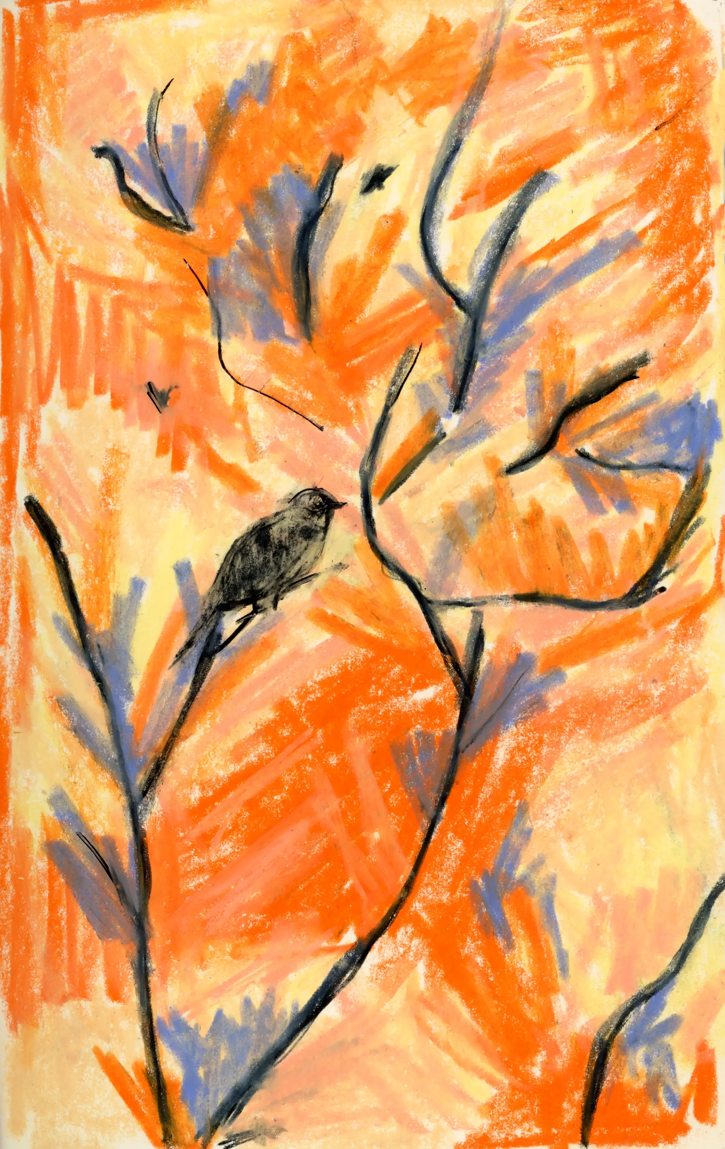 Bird.webp