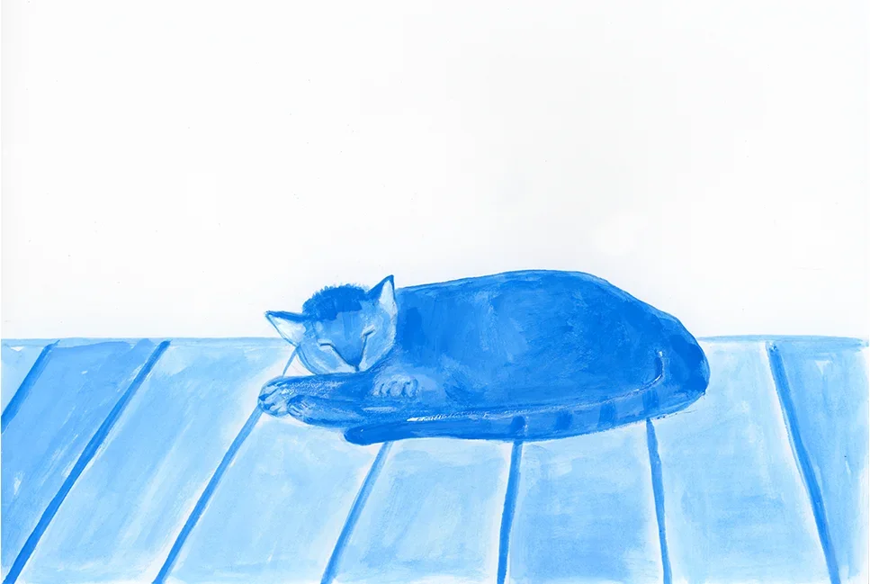 cat.webp