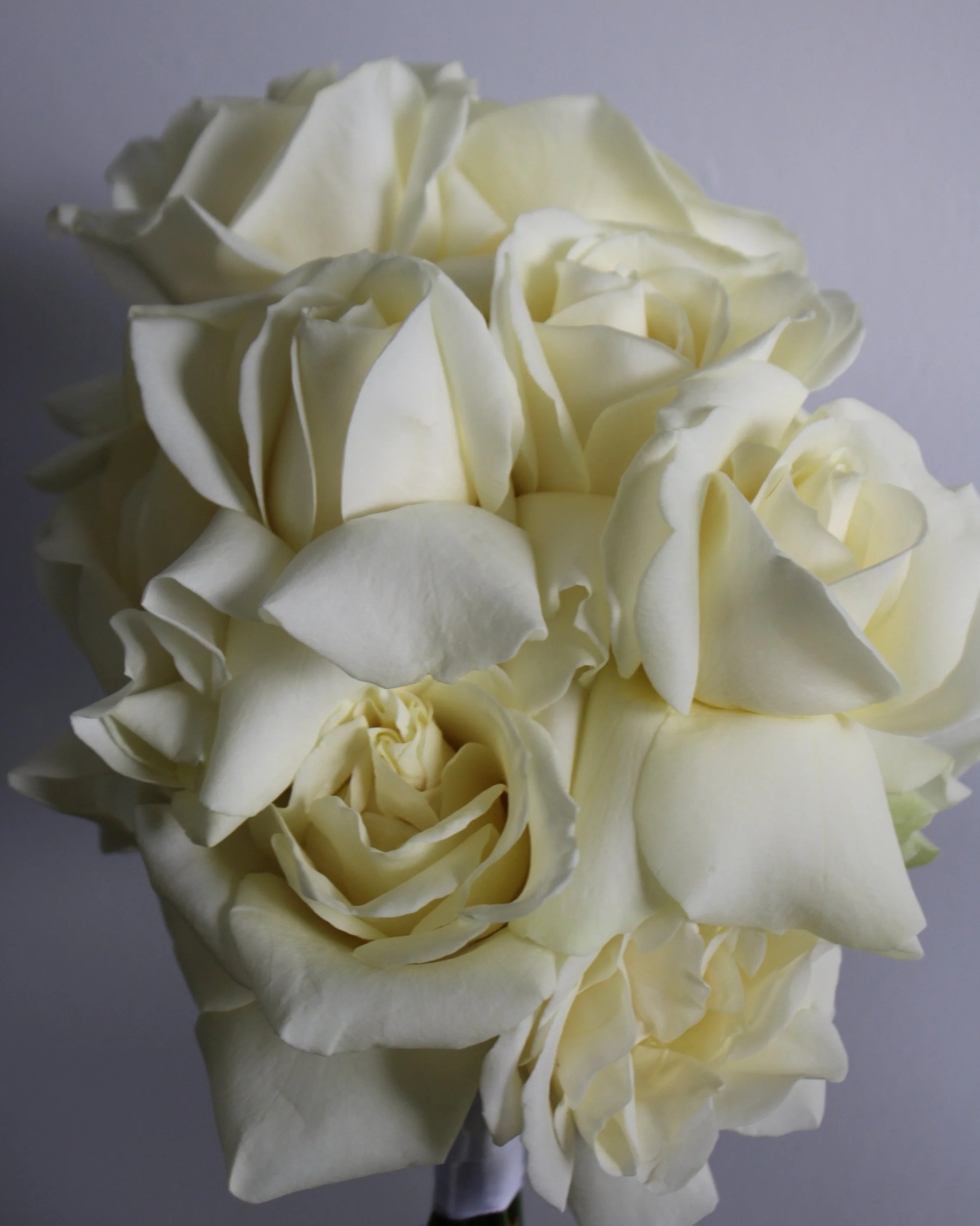 A sleek and modern bridal bouquet composed entirely of premium white roses with reflexed petals, creating a sculptural and monochromatic floral design.