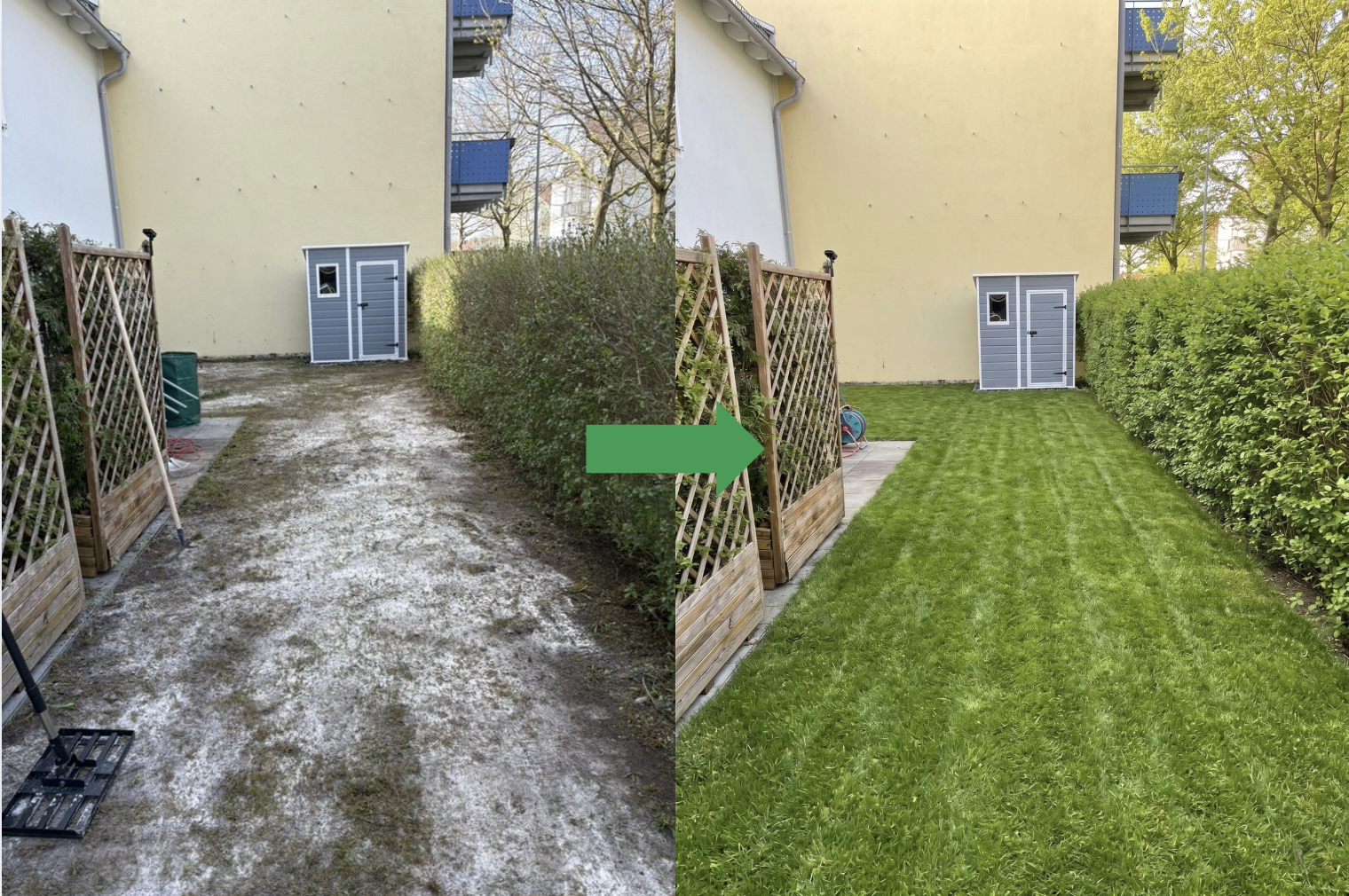 Neuansaat eines schattigen Rasens