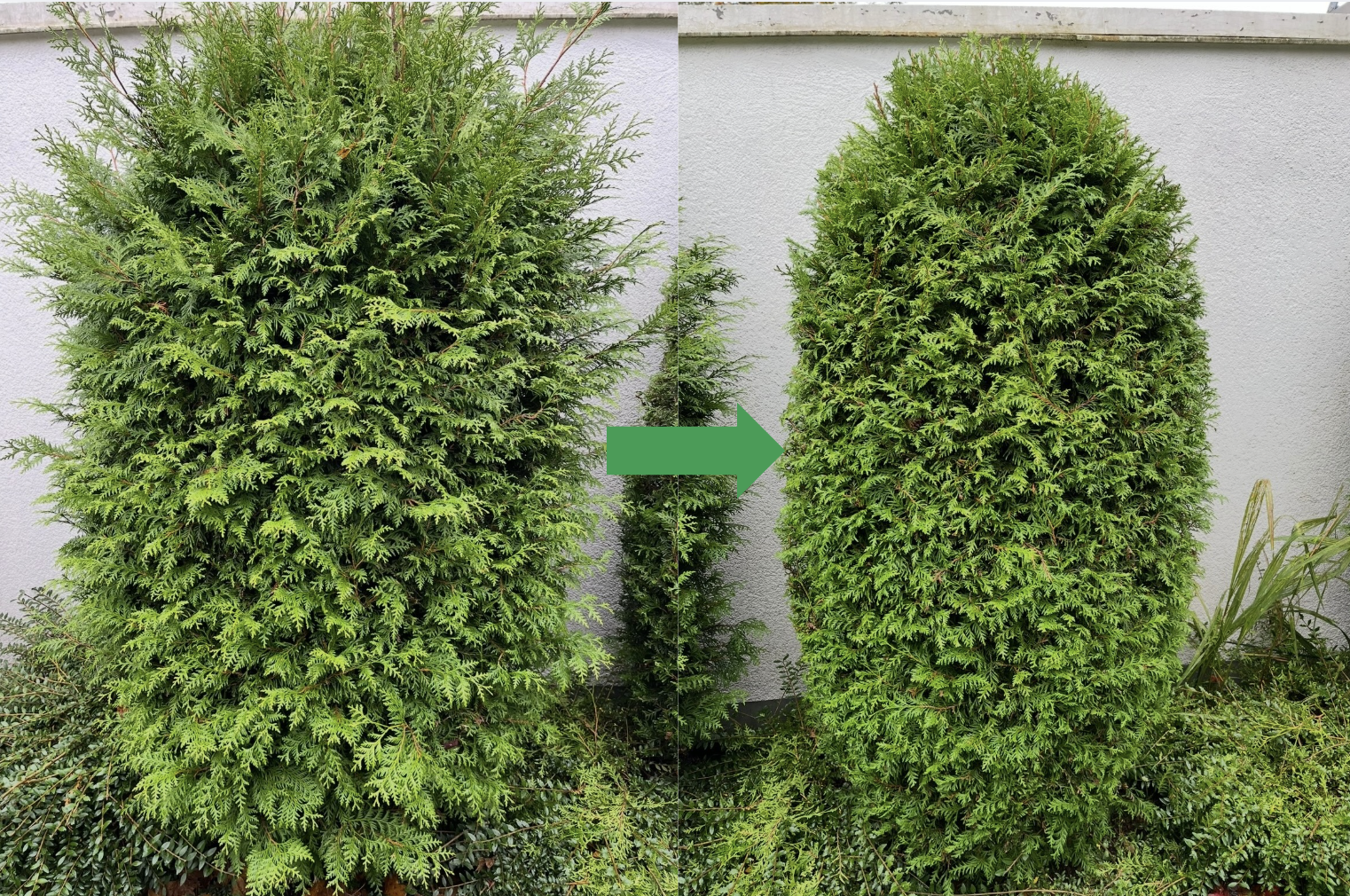 Fachgerechter Zuschnitt eines Buchsbaums