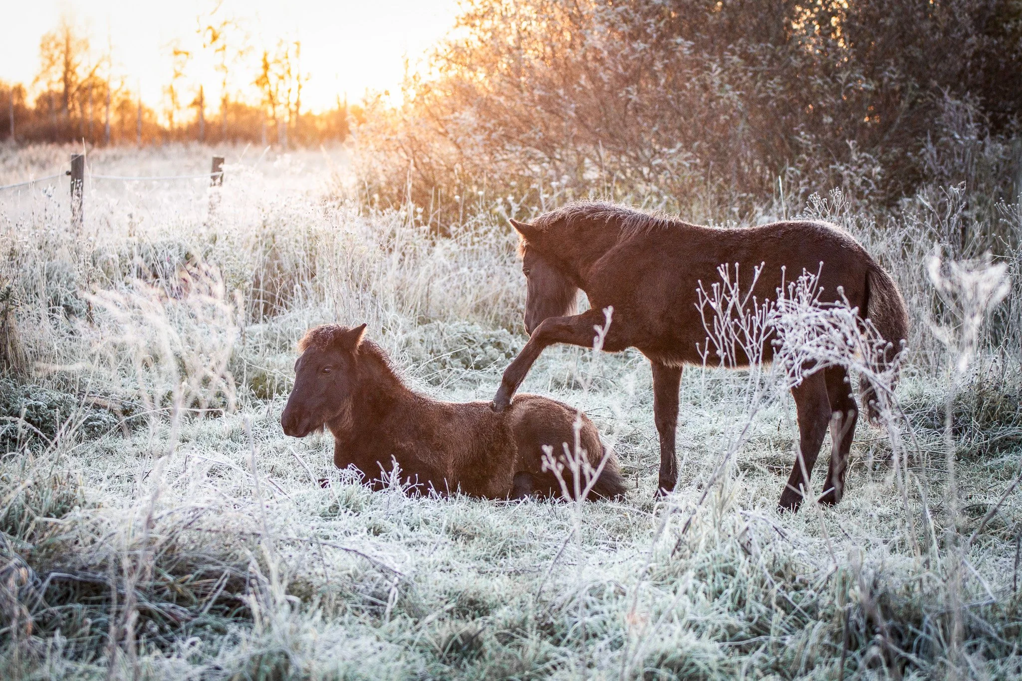 Sommarbro Stable