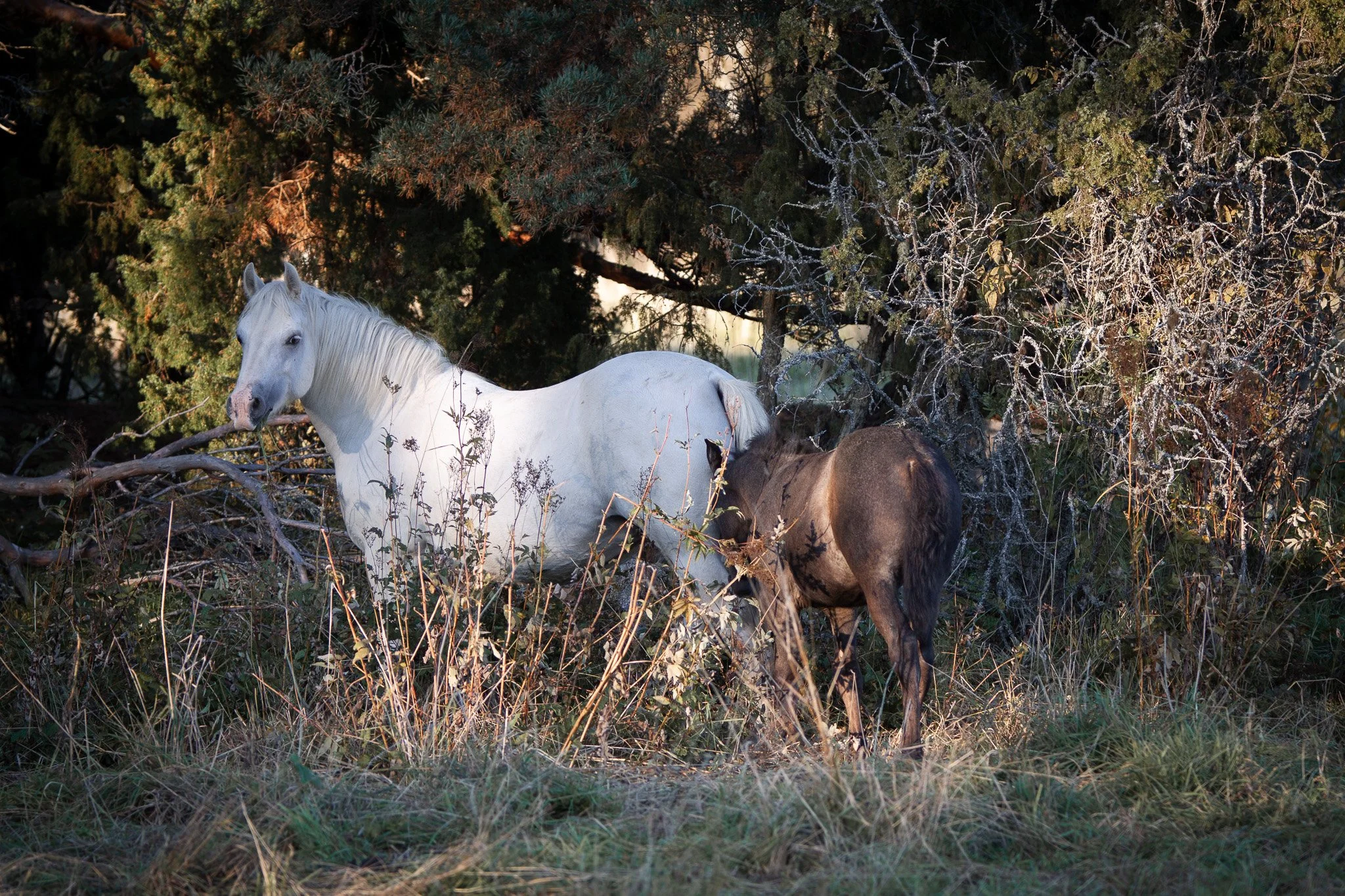 Aidla's Connemara Ponies
