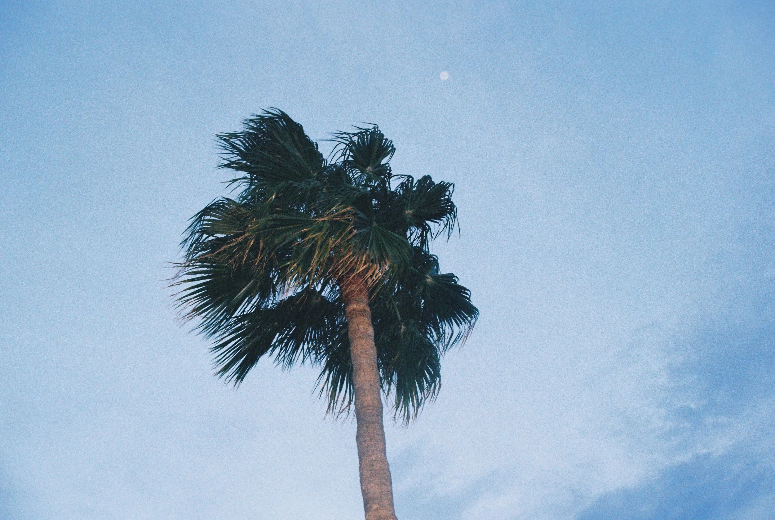 Palmbaum gegen blauen Himmel mit sichtbarem Mond.