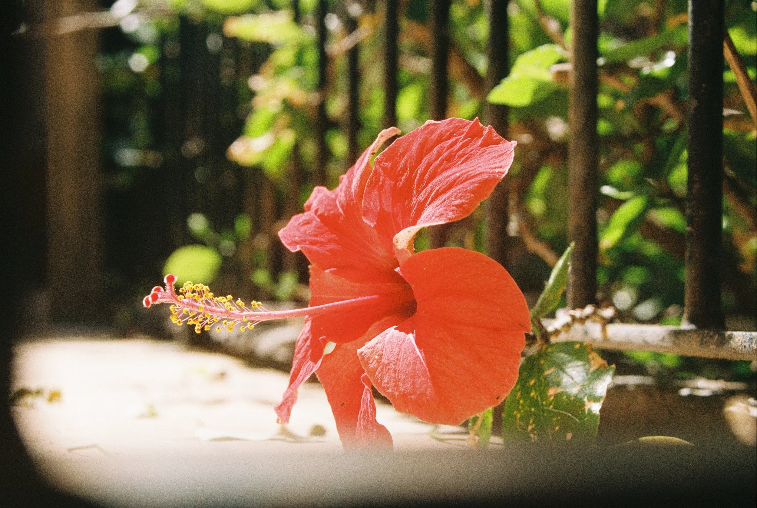 Nahaufnahme einer roten Hibiskusblüte vor grünem Laub im Hintergrund