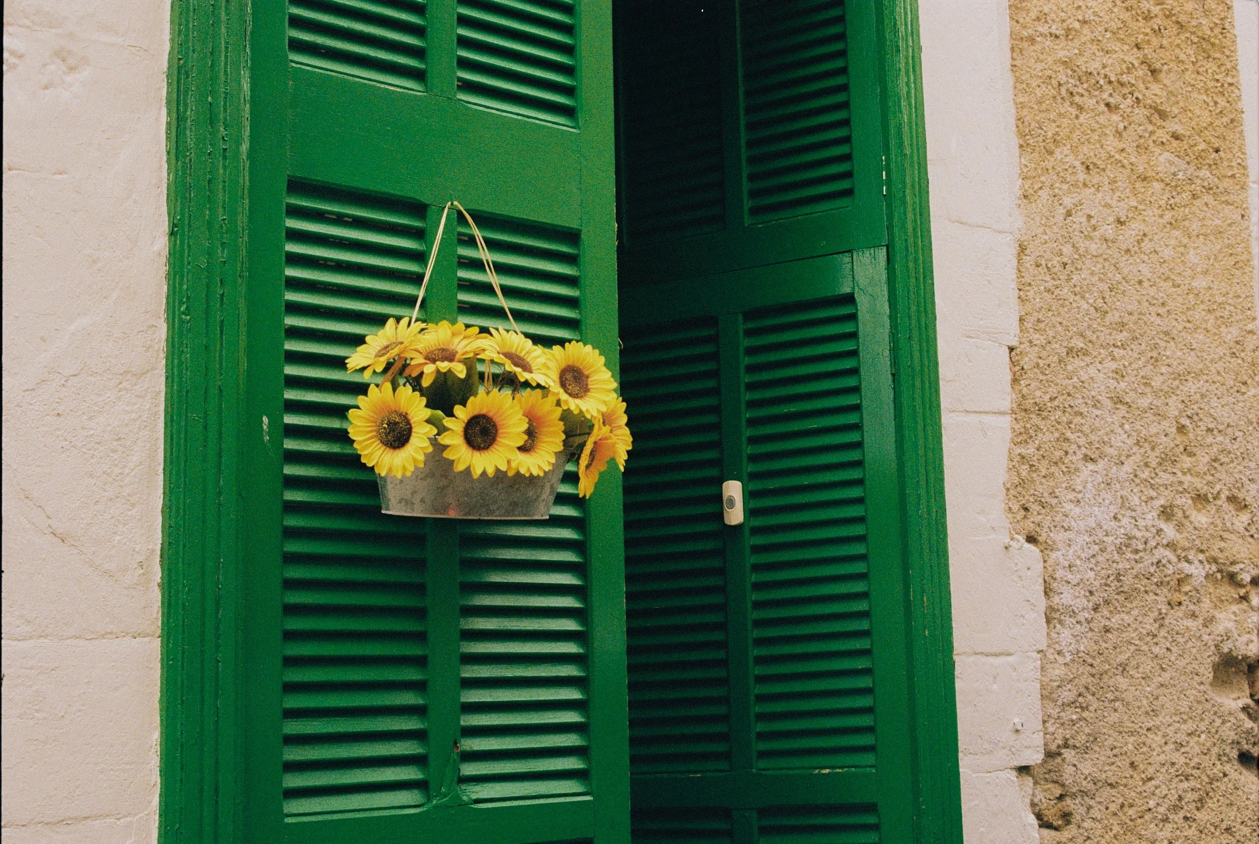 Grüner Fensterladen mit einer Topfpflanze mit gelben Sonnenblumen davor, an einer weißen Steinwand.