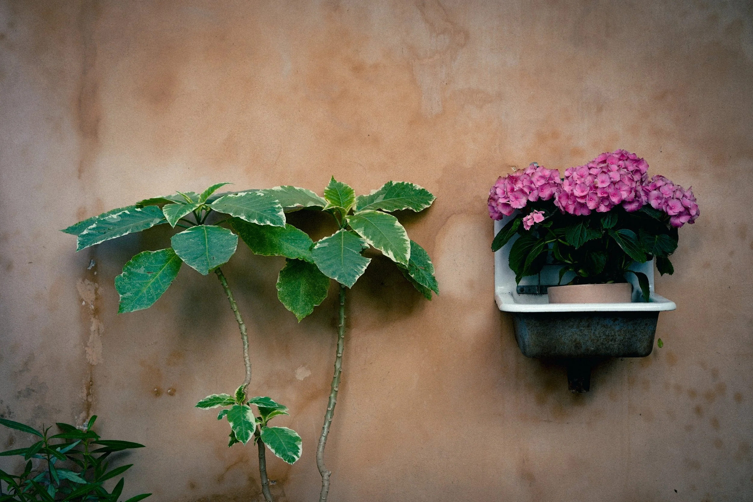Zwei Zimmerpflanzen, eine mit großen grünen variegierten Blättern und die andere mit pinken Blüten in einem weißen und blauen Blumenkübel, hängen an einer hellbraunen Wand.
