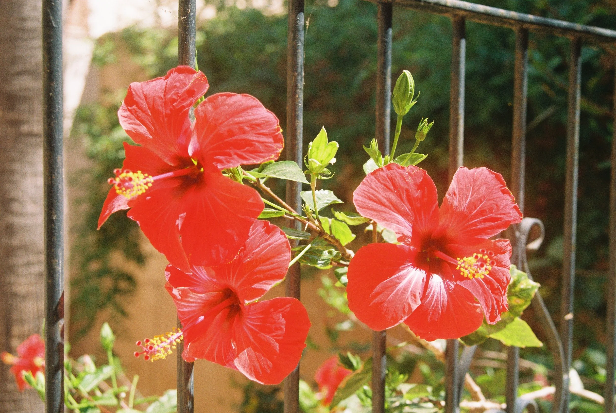 Rote Hibiskusblumen, die an einem Metallgitter wachsen, mit grünen Blättern im Hintergrund.