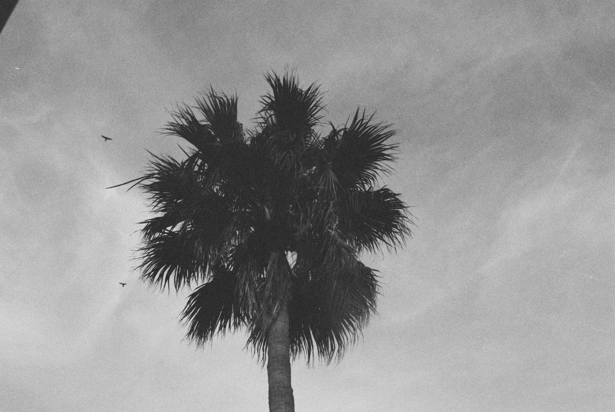 Schwarzer und weißer Palmenbaum mit mehreren langen, spitzen Blättern gegen den Himmel, zwei fliegende Vögel in der Ferne.