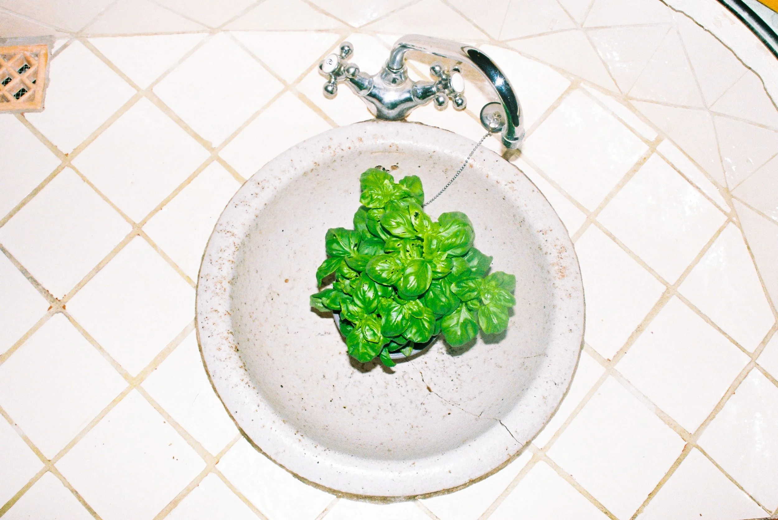 Kräuterpflanze in einem Waschbecken unter einem Wasserhahn.