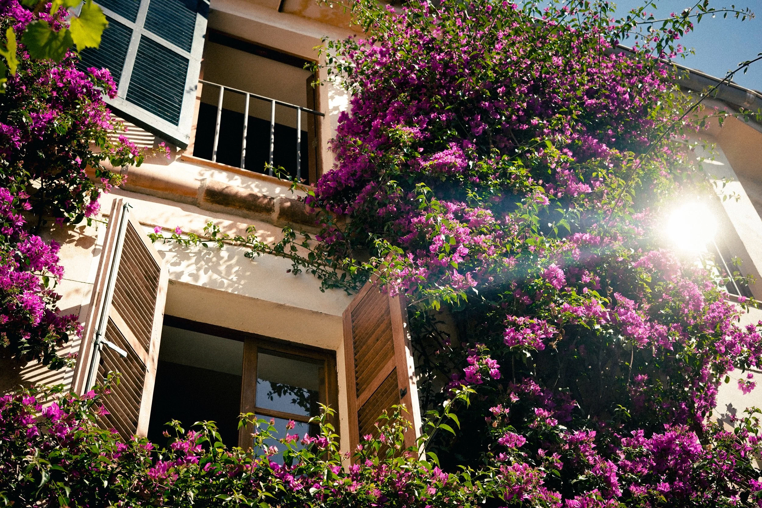 Ein Mehrfamilienhaus mit Balkon, umgeben von blühenden pinken Bougainvillea-Pflanzen und Sonnenschein.