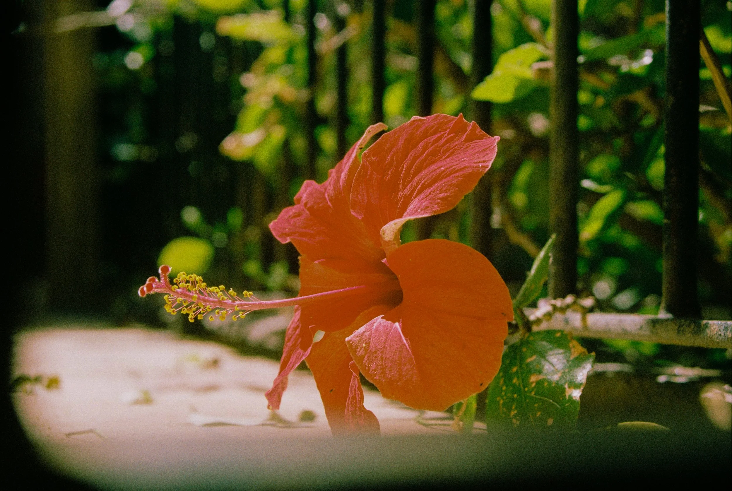 Eine orange Hibiskusblüte vor grünem Laub und einem Gitter im Hintergrund.