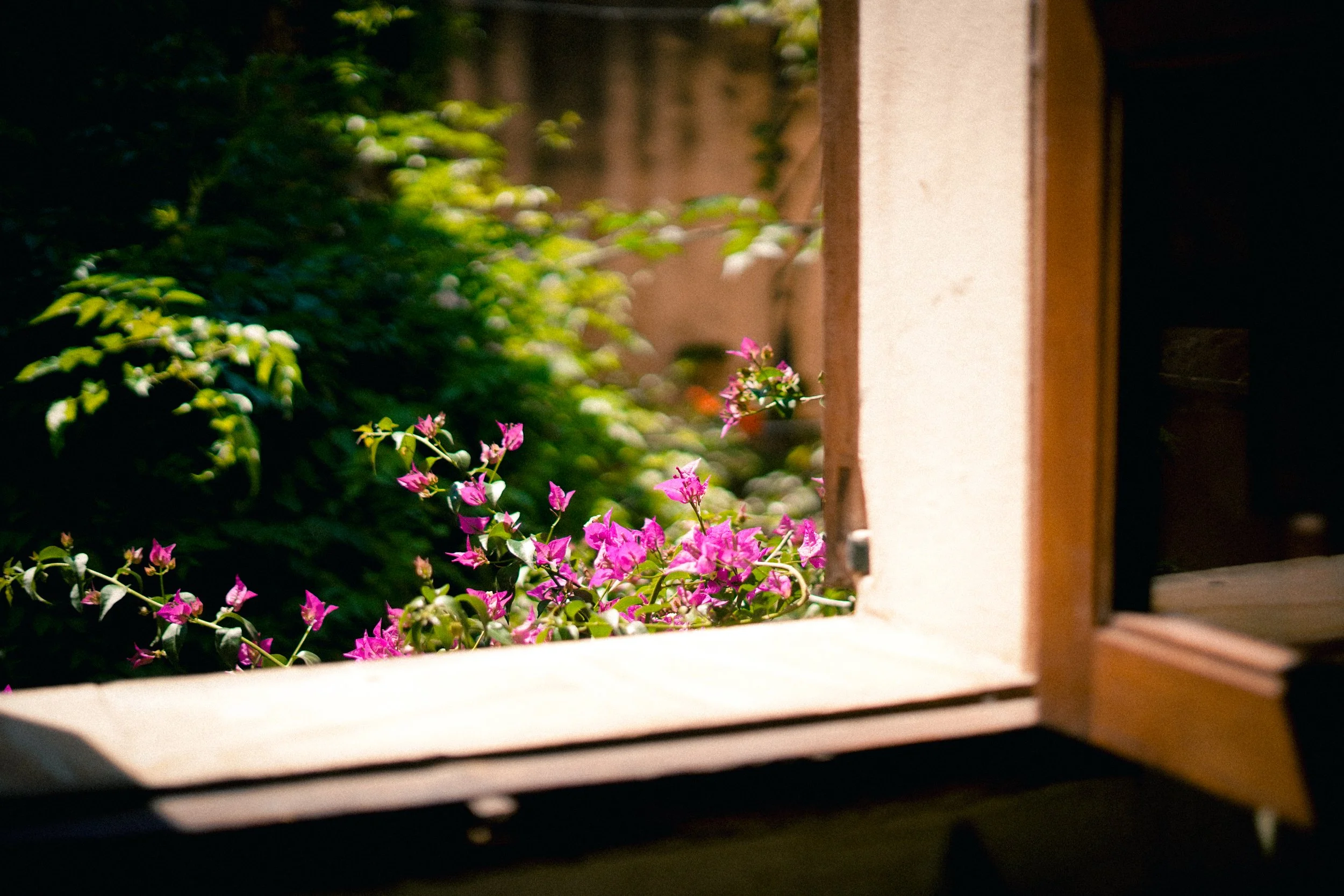 Blick durch ein offenes Fenster in einen Garten mit pinkfarbenen Blumen und grünen Blättern bei Tageslicht.