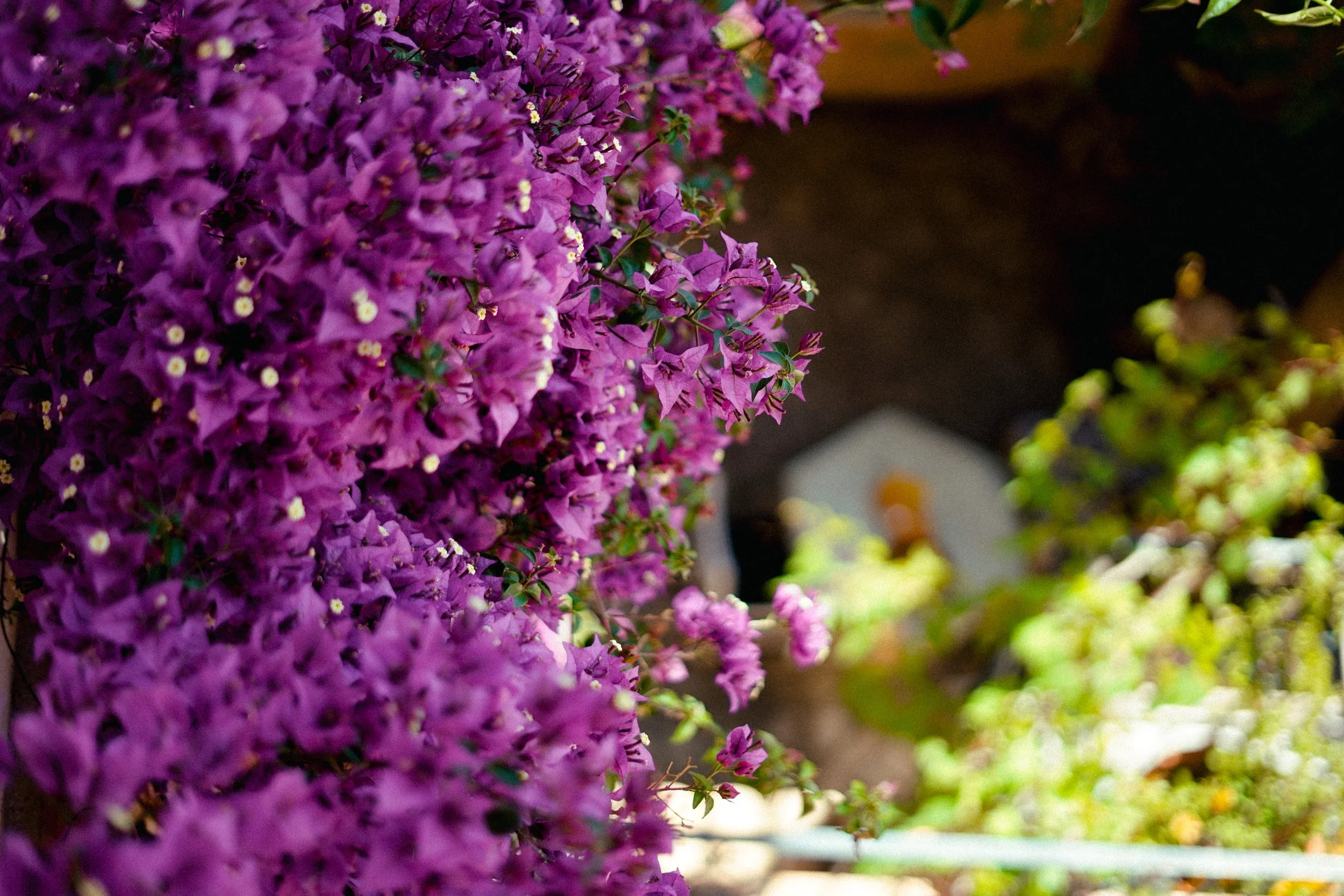Nahaufnahme von Pinken Bougainvillea-Blüten vor grünem Laub