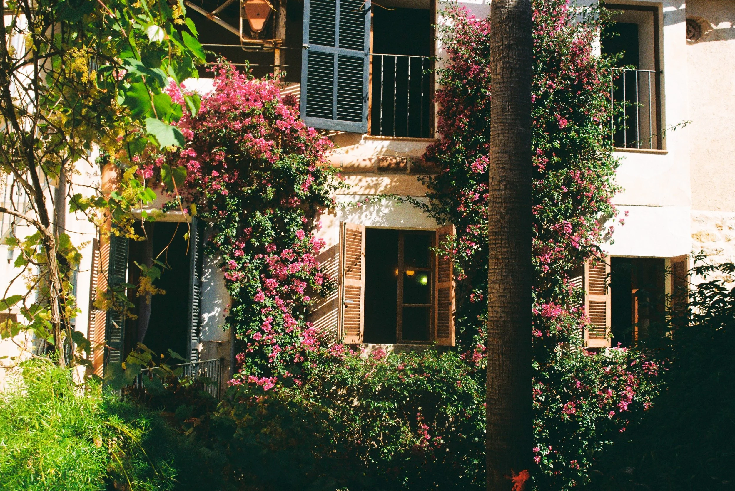 Ein zweistöckiges Haus mit blauen Fensterläden und zahlreichen pinken Blumen an den Fassaden, umgeben von grünen Pflanzen und einem Baum.
