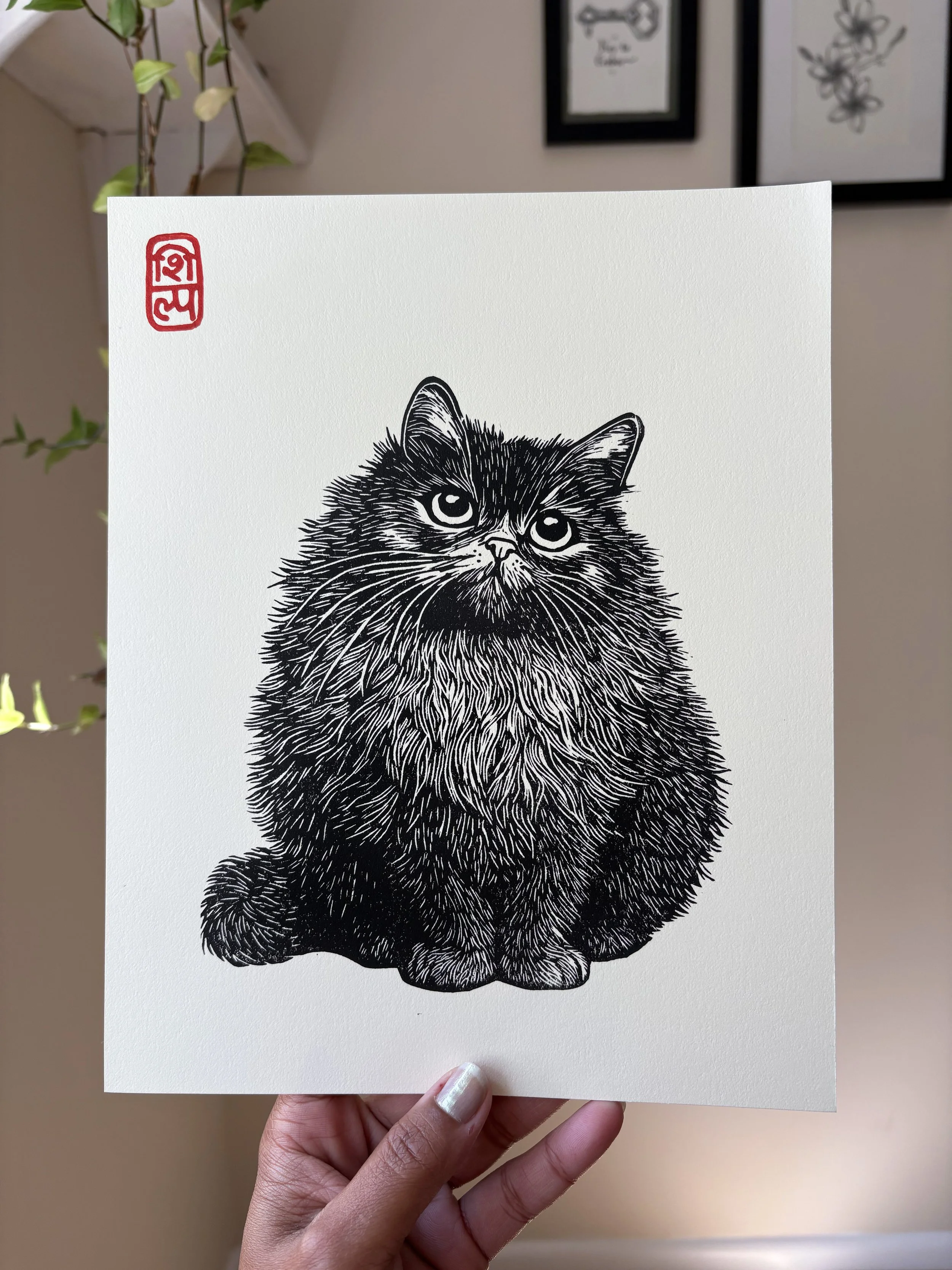 'Fuzzball' the furry cat