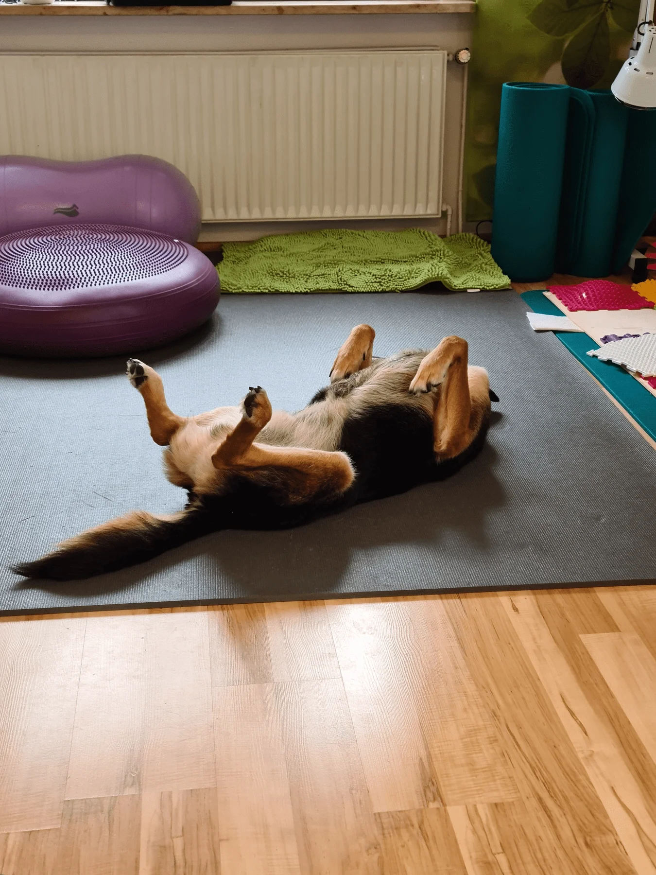 Cosmo-gedreht-65a85f53.webp