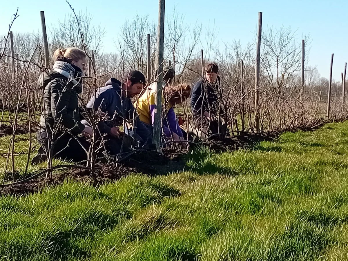Vijf mensen die knielend tussen druivenranken werken in een wijngaard tijdens een zonnige dag.