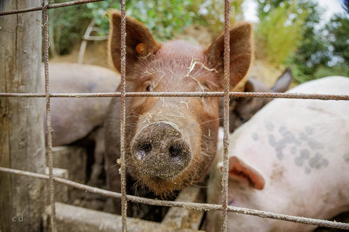 Varken achter gaas op een boerderij of in een weiland, dicht bij de camera, met een modderige snuit, omgeving met groen struikgewas.