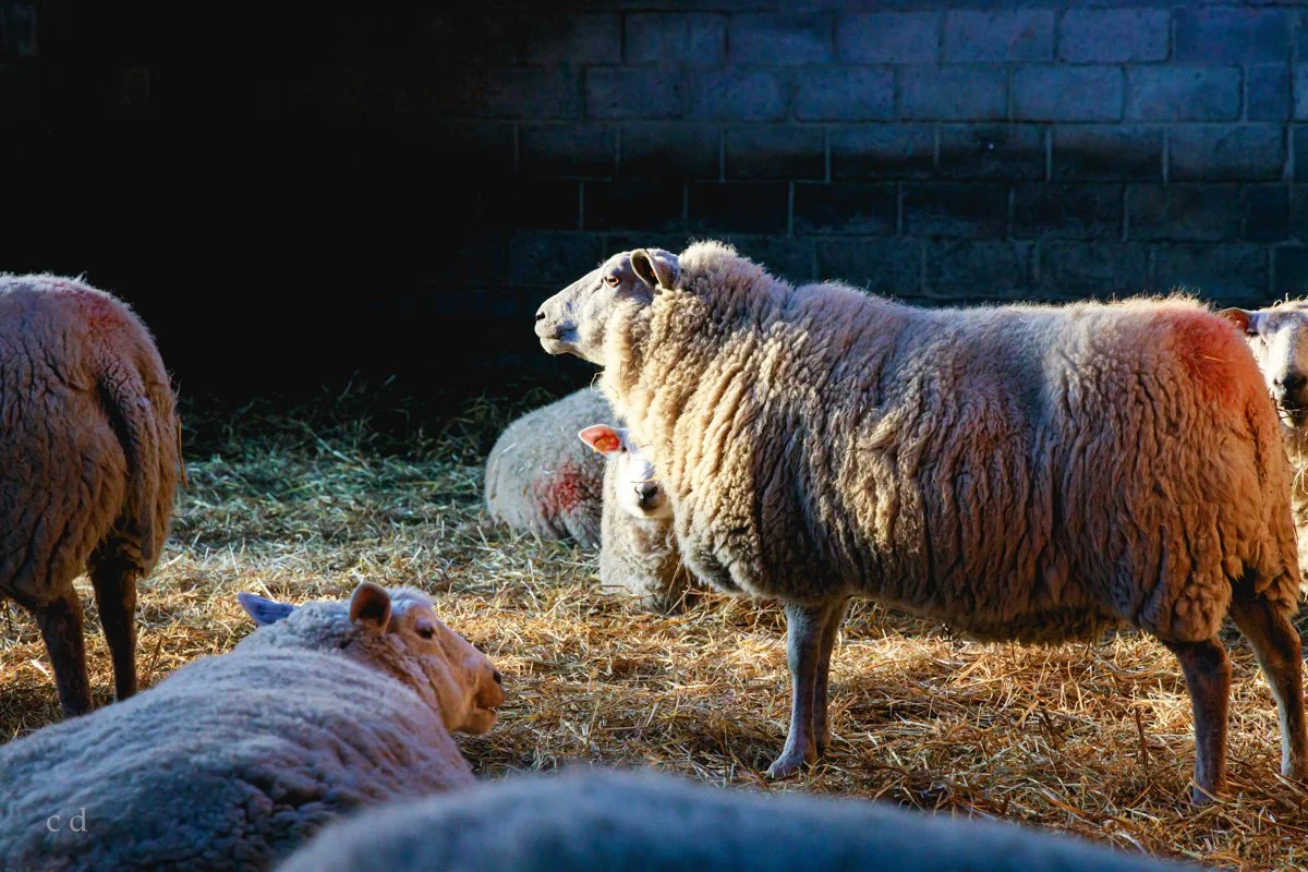 Verschillende schapen rusten op stro in een schuur met een bakstenen muur op de achtergrond.