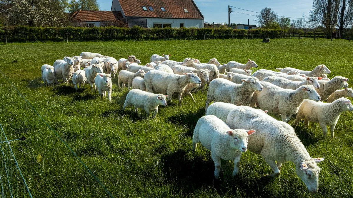 Een kudde schapen graast op een groen veld in de buurt van een huis en bomen.