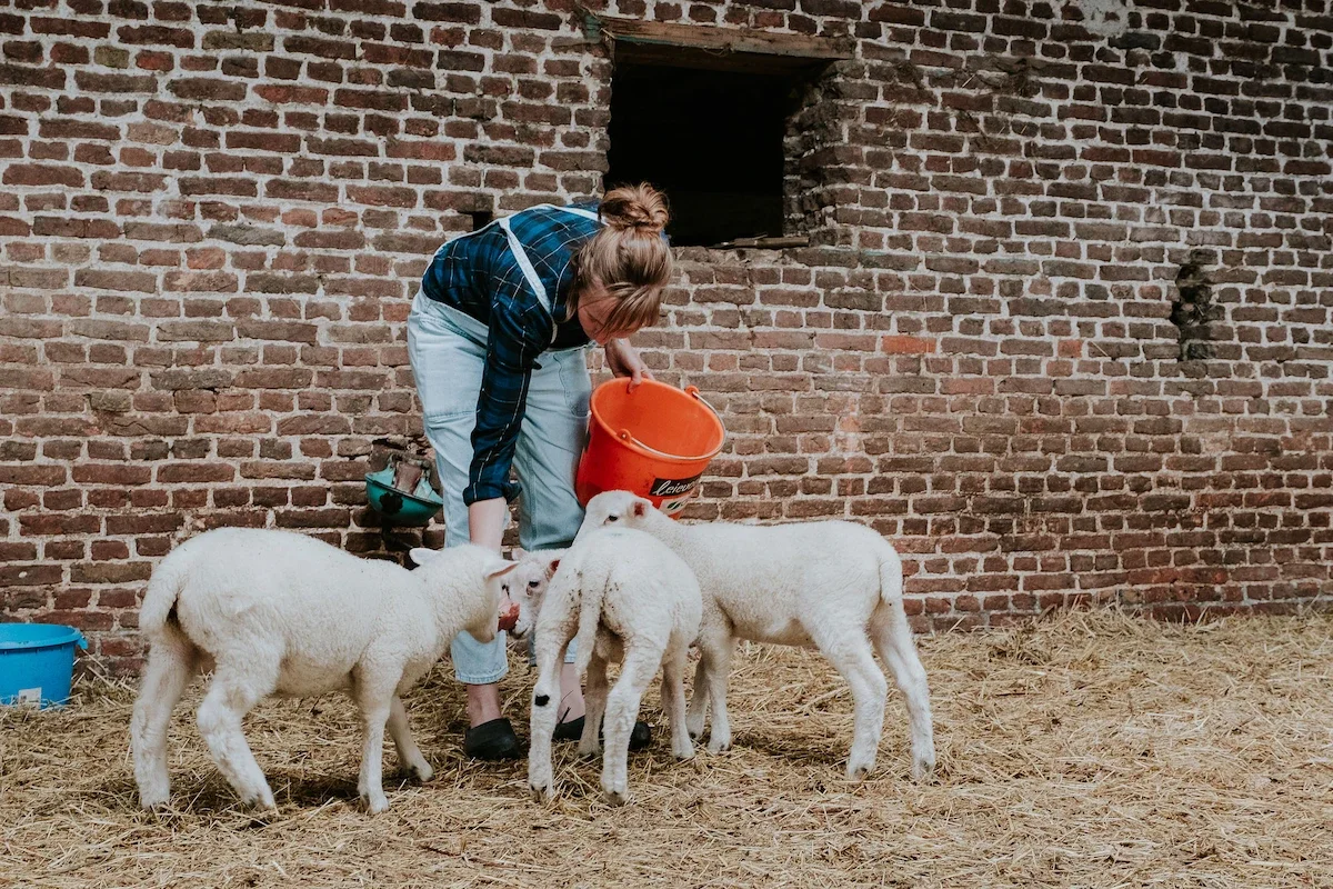 Justine Dewitte voert jonge schapen op het hof van 't Goed ter Heule, met een bakje in haar hand en een schuurmuur op de achtergrond.