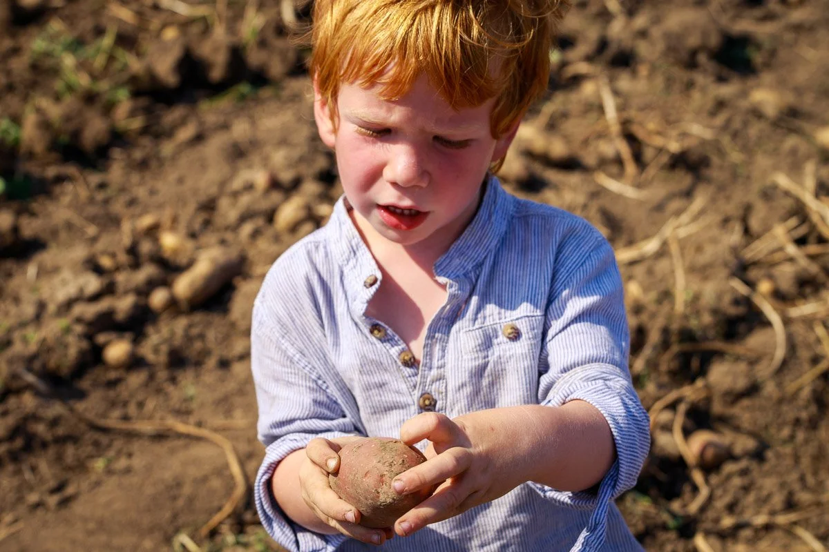 een jonge jongen met rood haar houdt een aardappel vast in een veld met losse aarde.