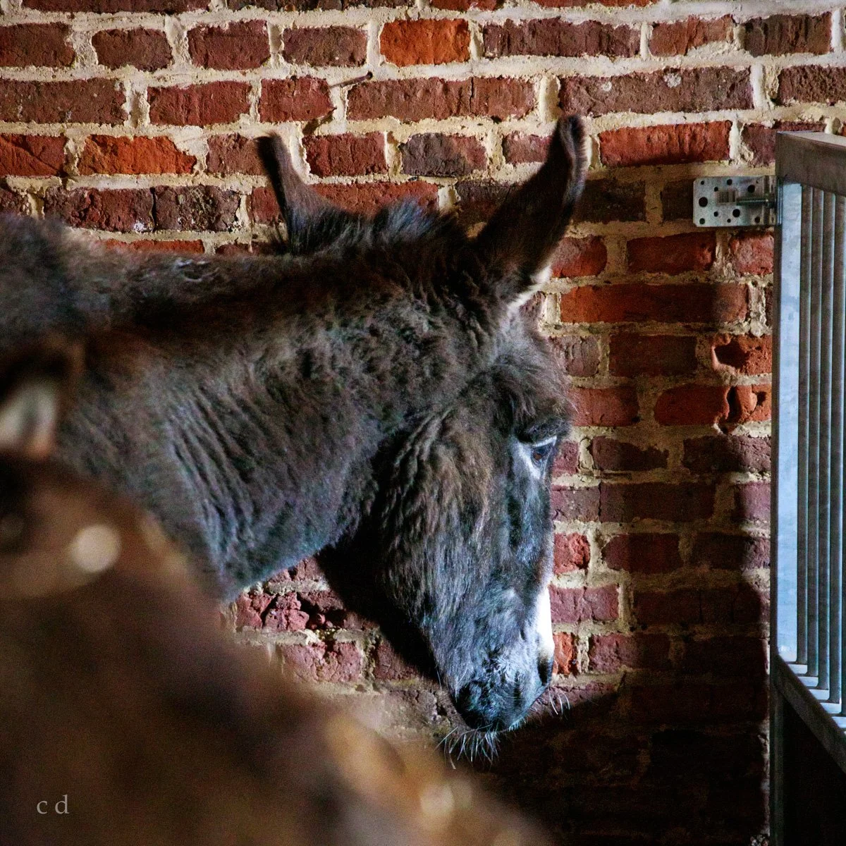 Een close-up van het hoofd van een bruin met zwarte ezel die dicht bij een bak met graan staat, voor een bakstenen muur.