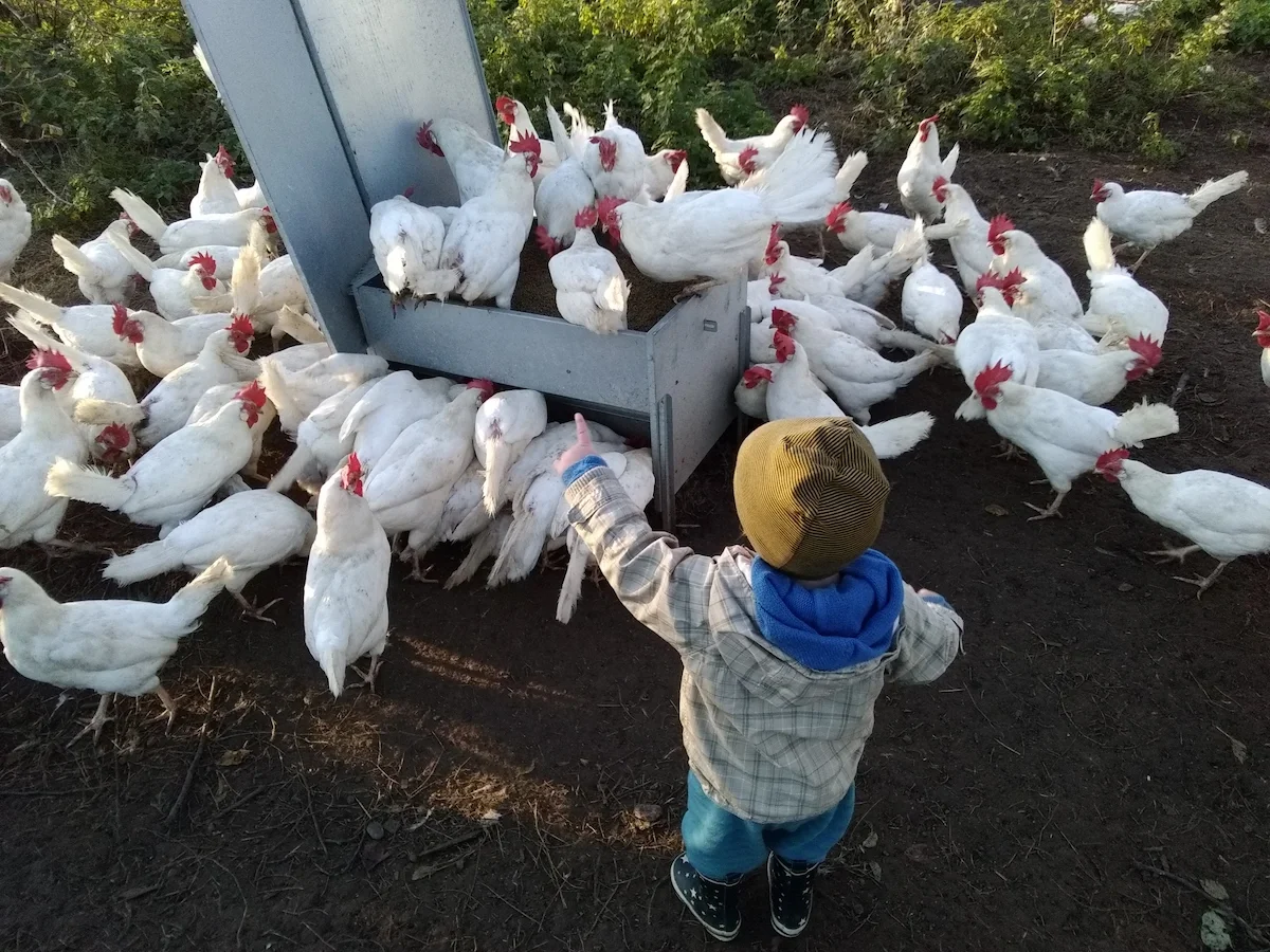 Een jonge jongen die naar een groep witte kippen wijst, die zich rond een voederautomaat bevinden op de bioboerderij van 't Goed ter Heule.
