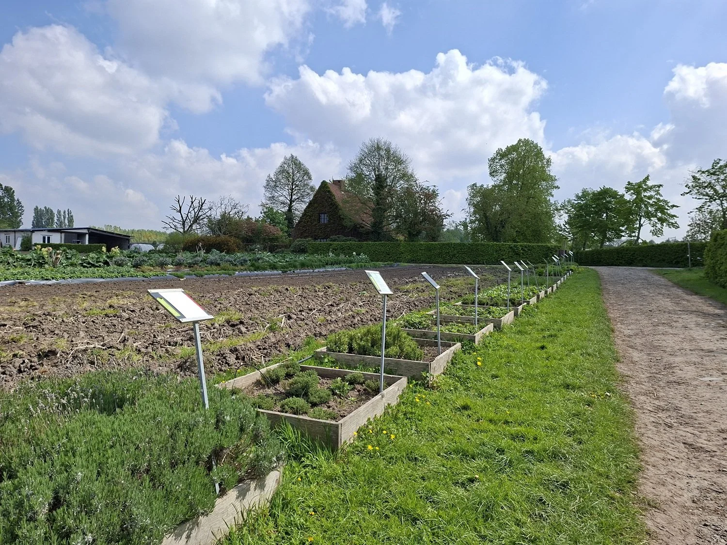 Een tuin met gegraven bedden en plantenbakken onder een blauwe hemel met witte wolken, omlijst door een grindpad en groene bomen.
