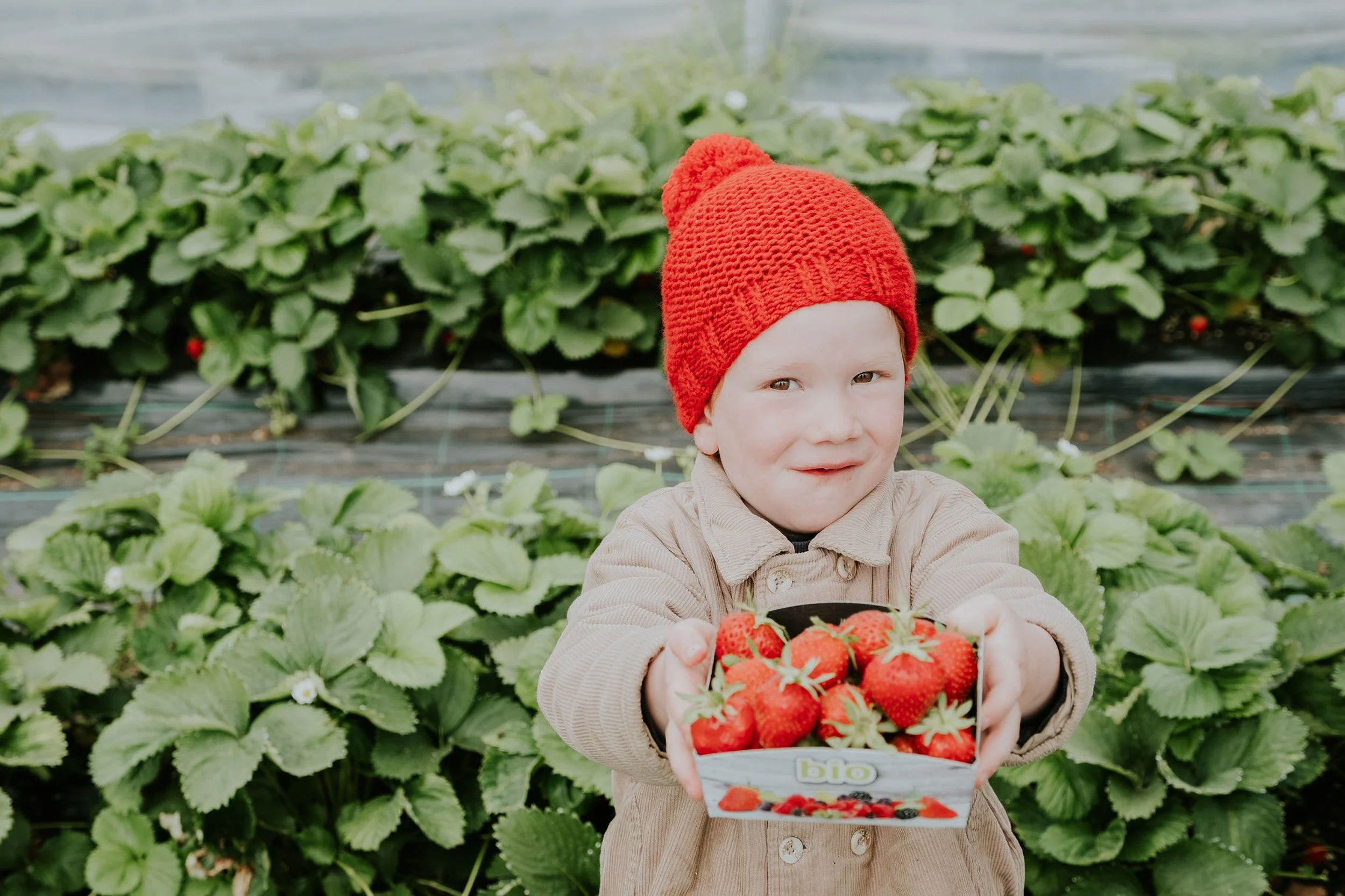 Een jonge jongen met een rode gebreide muts houdt een kom met aardbeien vast. Achter hem is een kas met aardbeienplanten. Aardbeien zijn de paradepaardjes van 't Goed ter Heule.