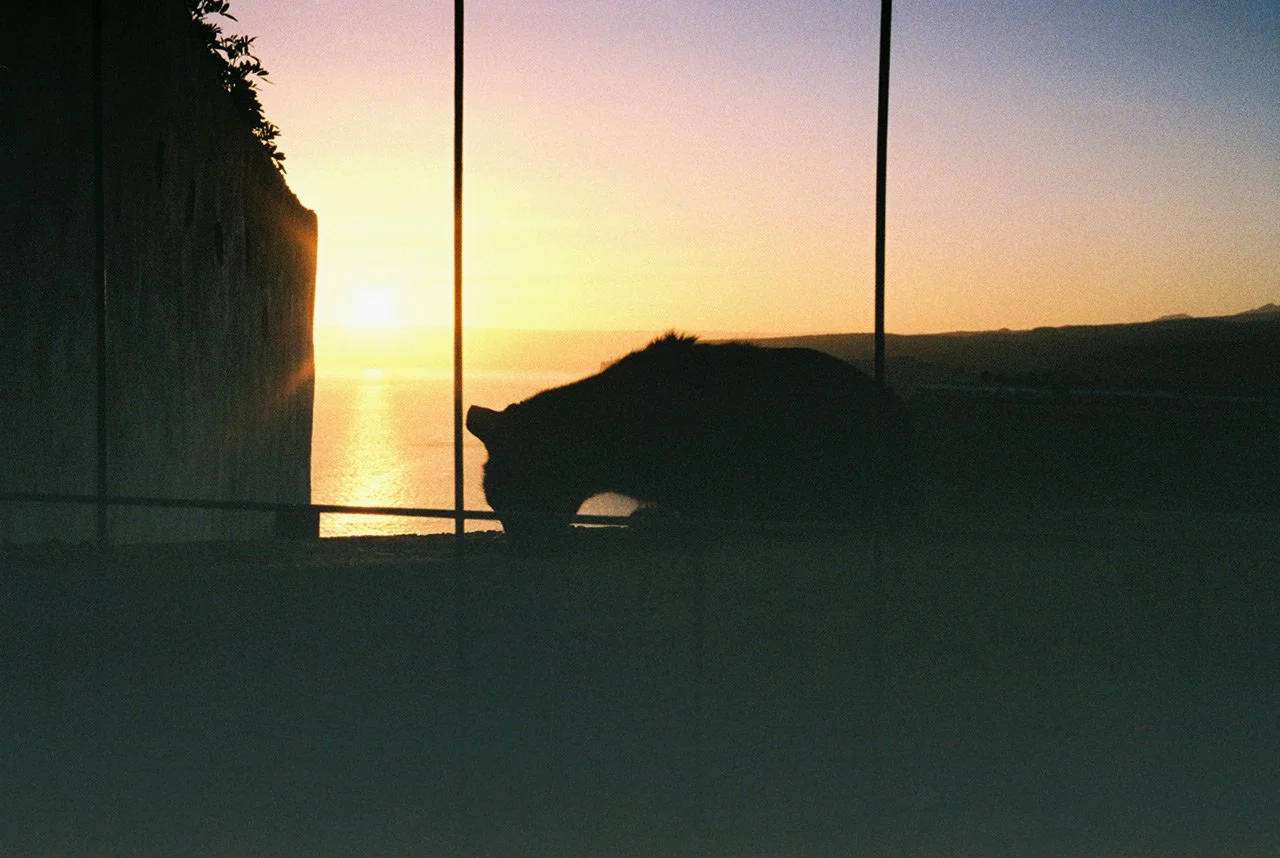 Sunset cat.jpg