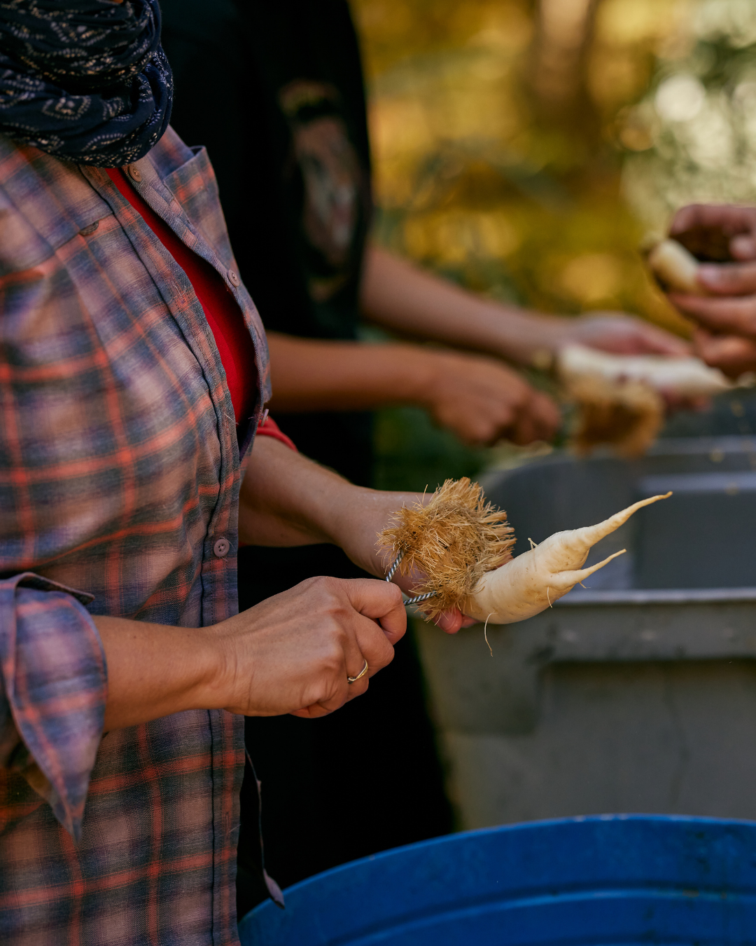 Person peeling a root vegetable outdoors during harvest, preparing seasonal ingredients for fermentation and food preservation