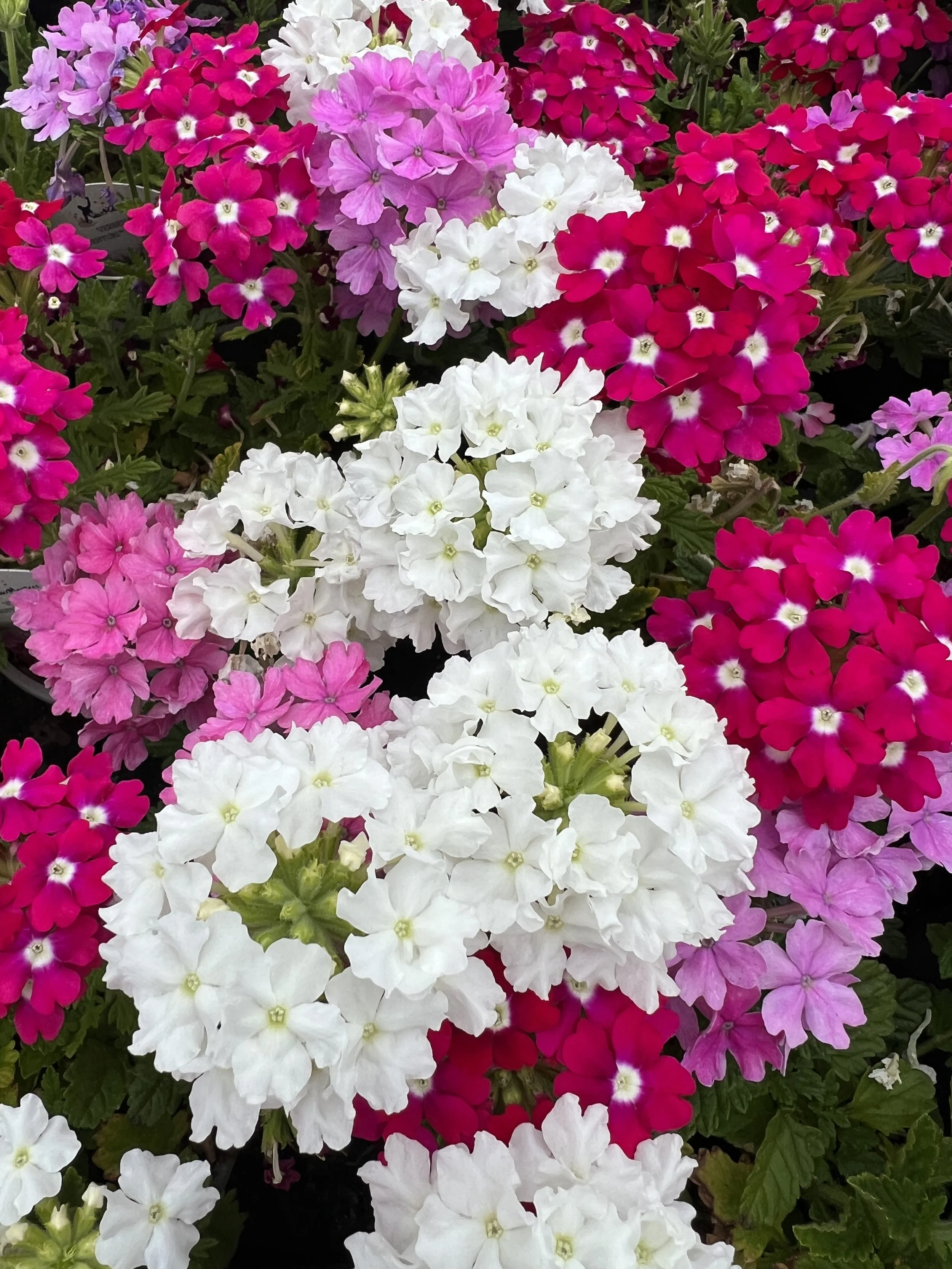 Palmers Garden Centres