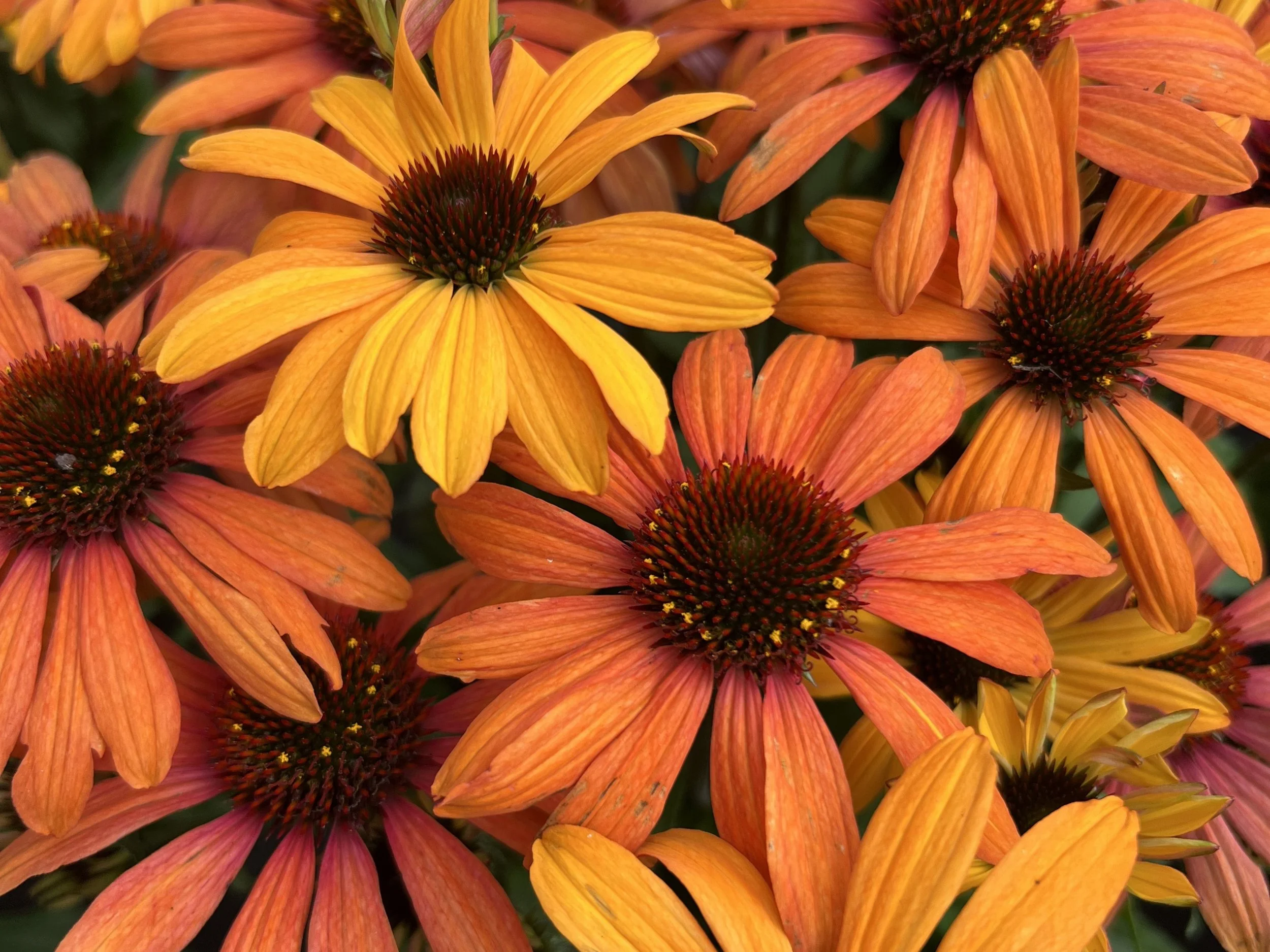 Hawgrip Plant Centre