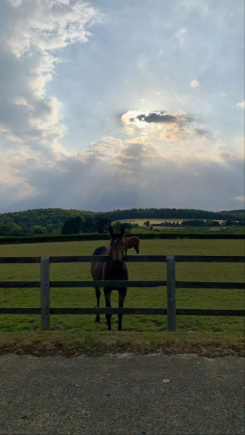 The Pony Club