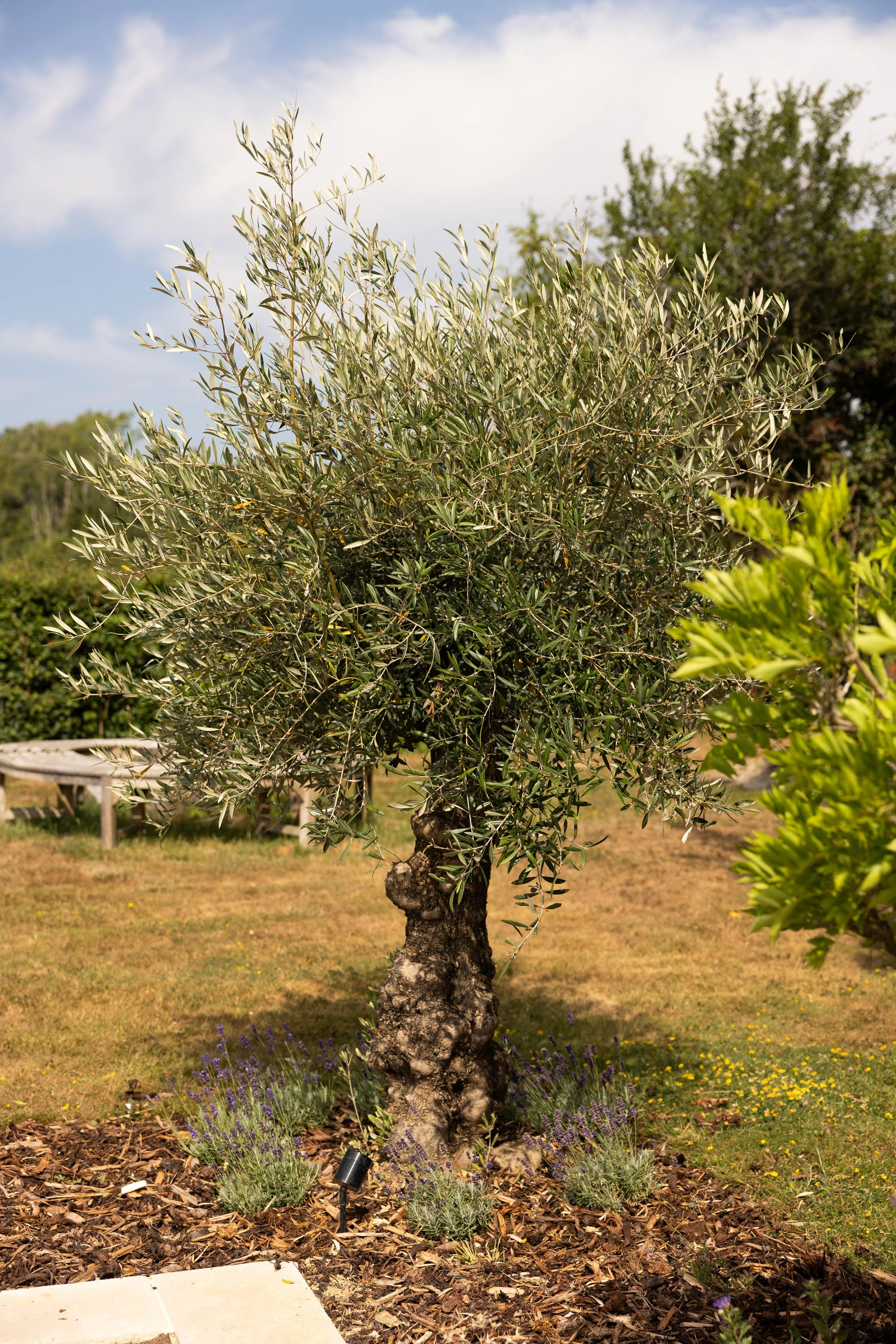 Alex-Plumley-Gardens-38.jpg