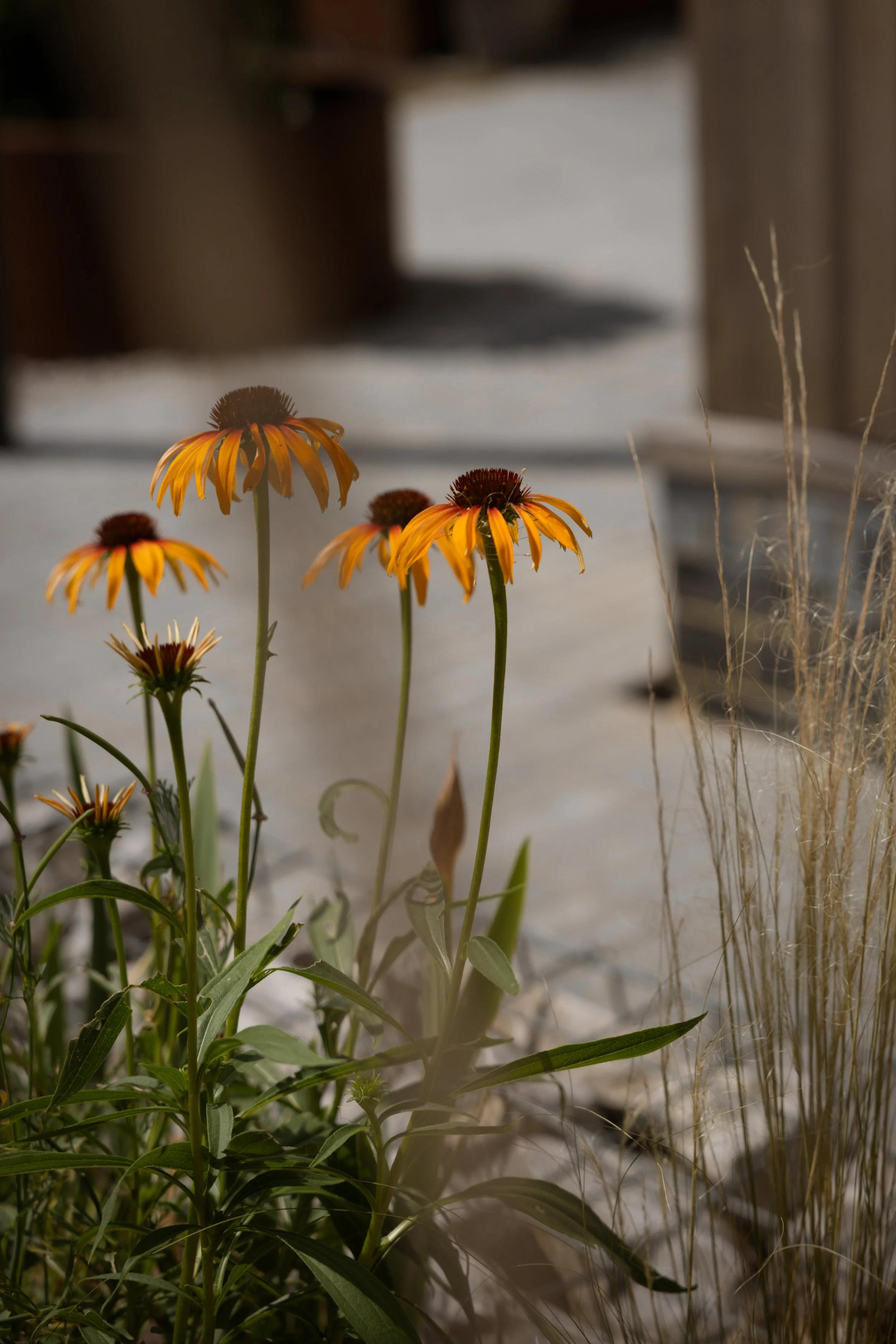 Alex-Plumley-Gardens-121.jpg
