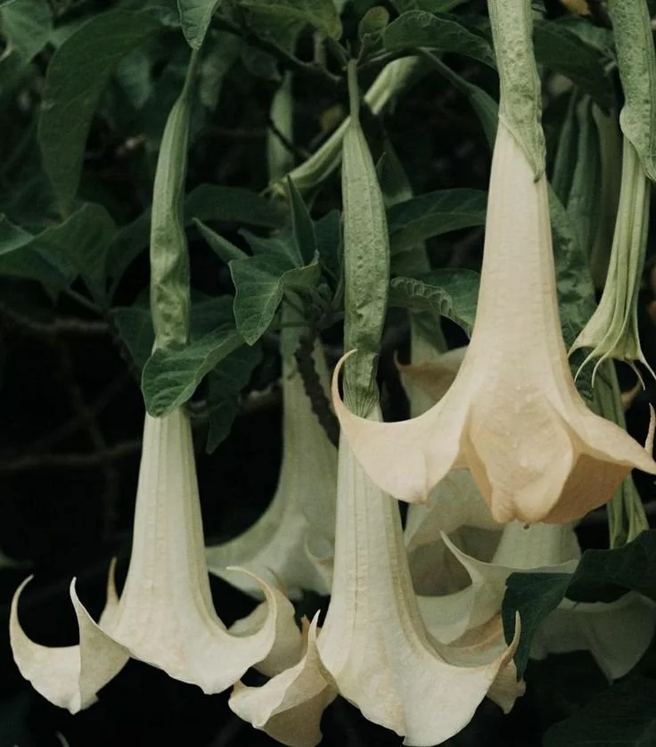 An Introduction to Flowers: Guided Walk at Kew Gardens