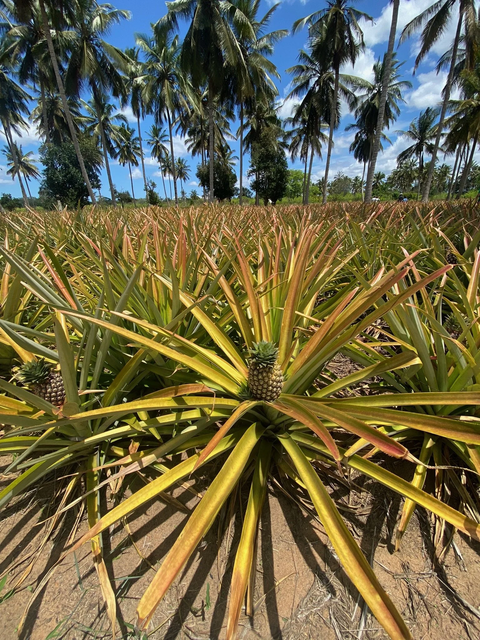 pineapple farm in tanzania