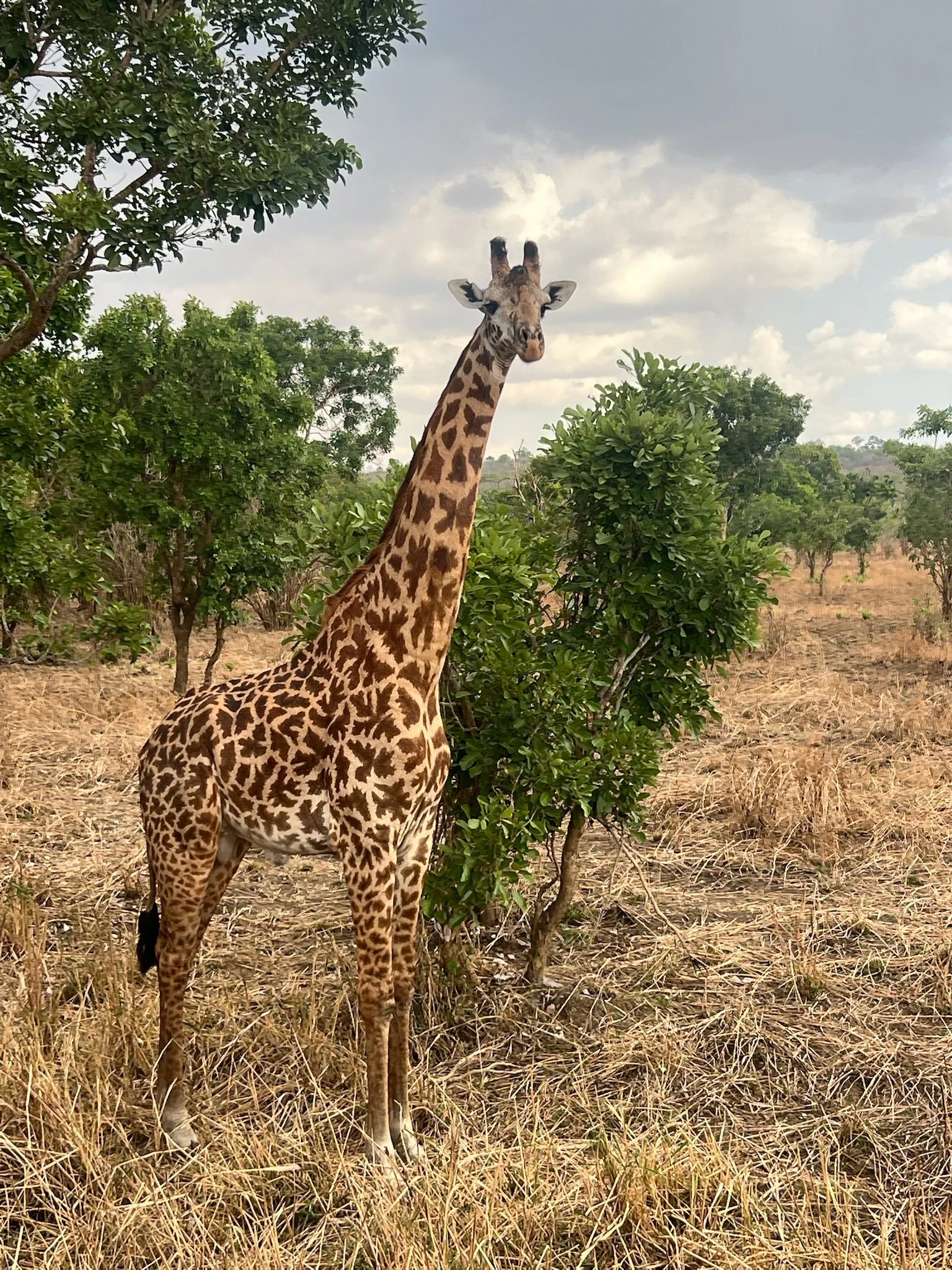 Wild giraffe in Tanzania